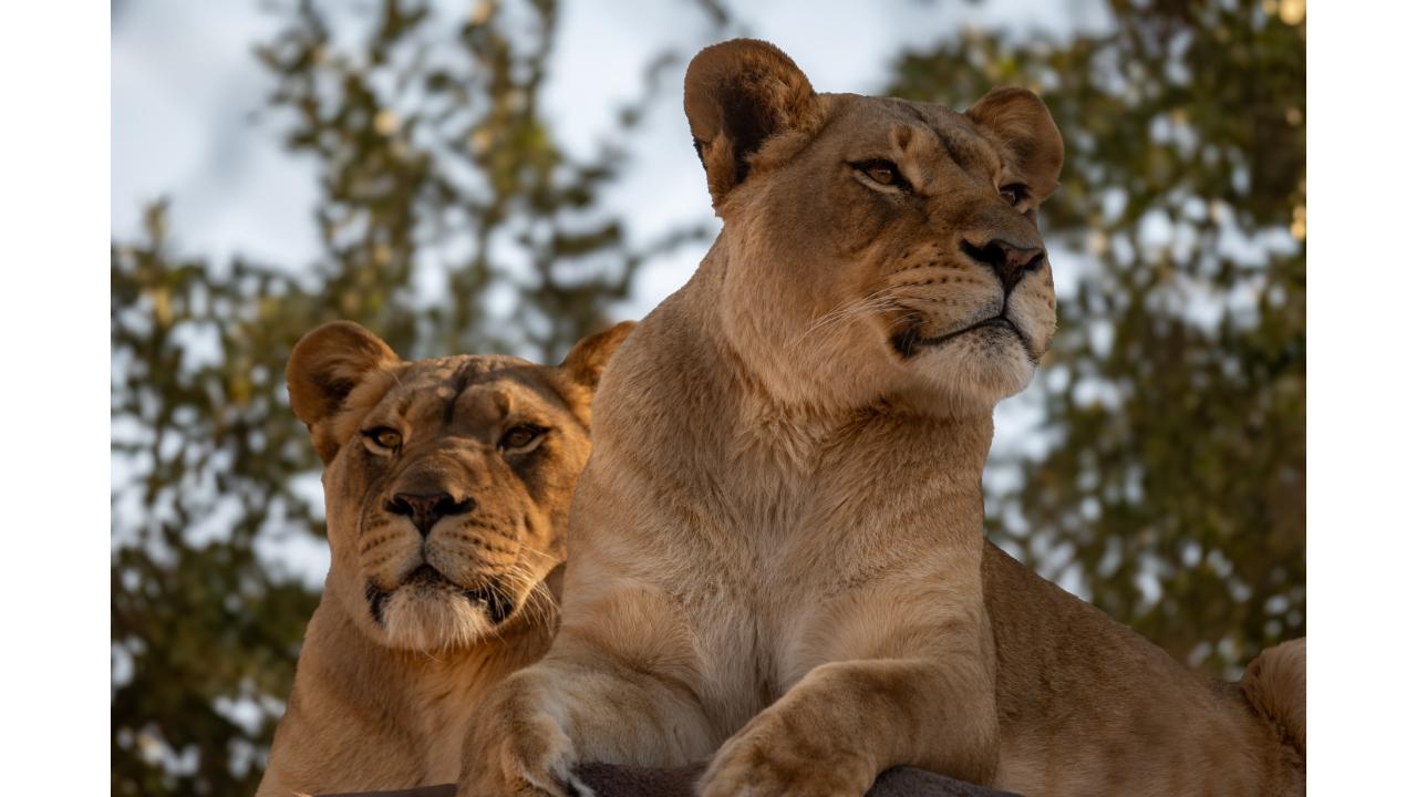 Phoenix Zoo: General Admission Ticket