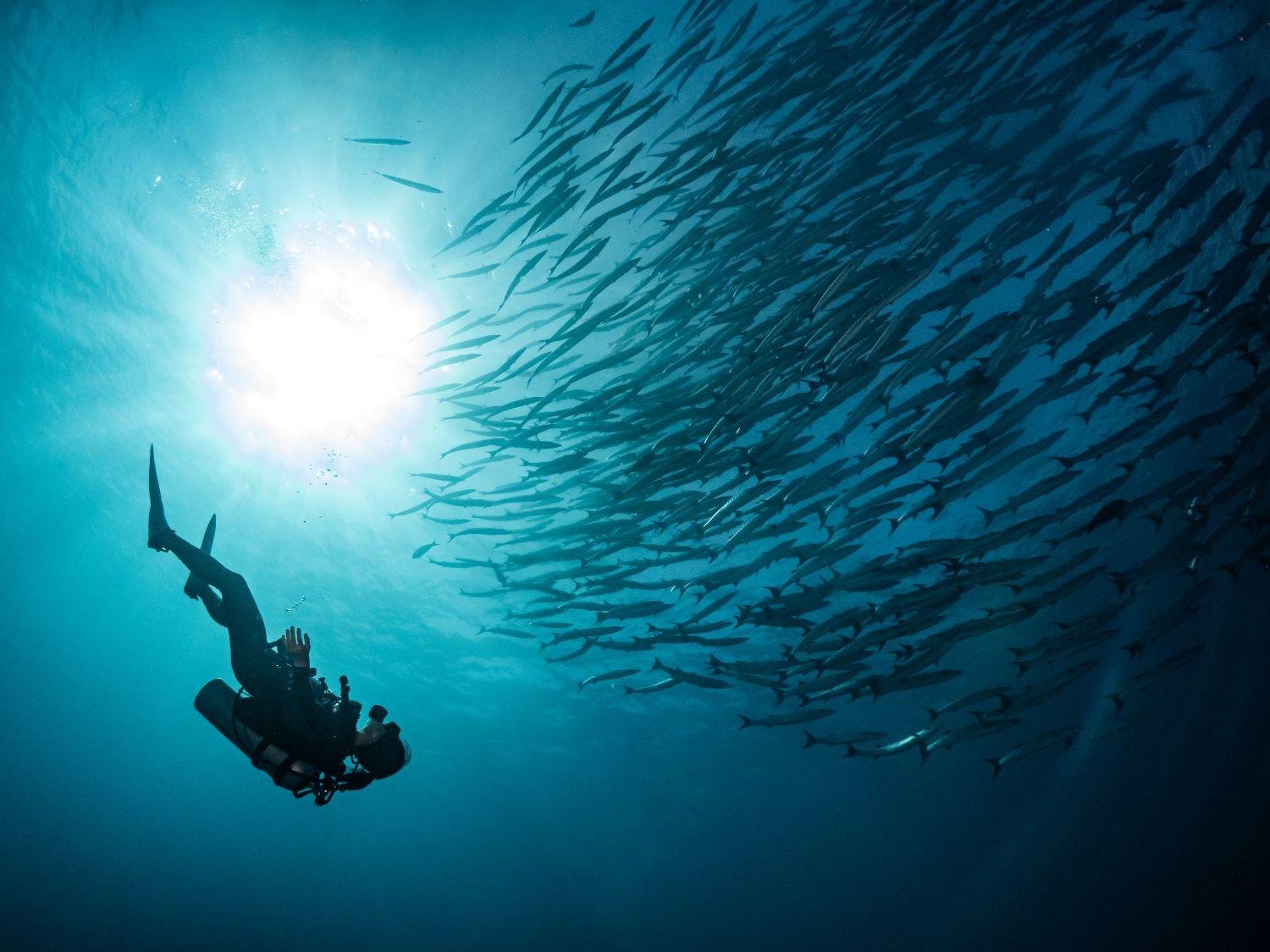 Similan Islands 2-Day Liveaboard: Scuba Dive or Non-Dive on MV Koon
