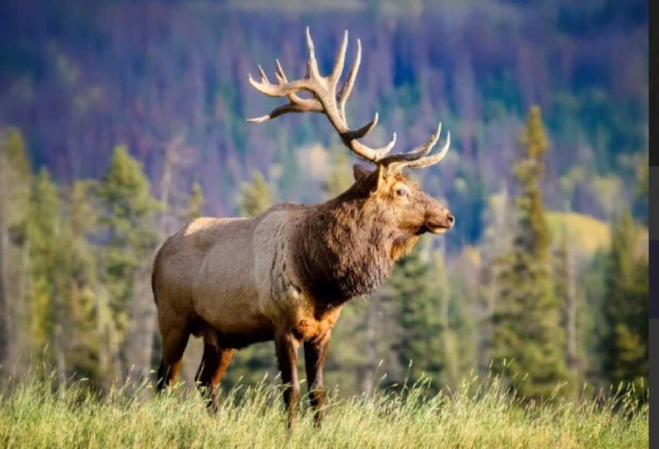 Twilight wildlife safari views over the Canadian Rockies near Banff at sunset