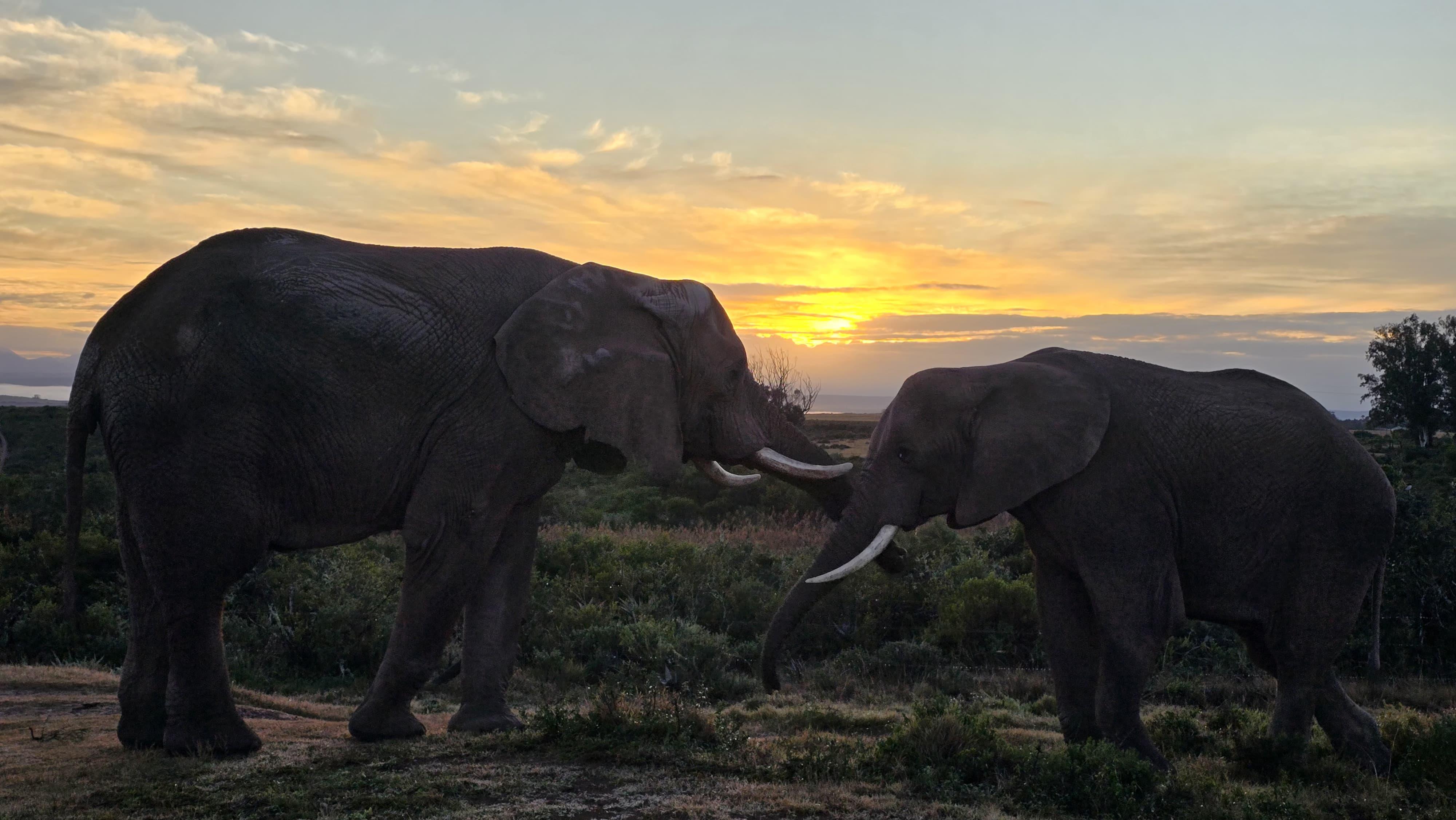 Private 2-Day Garden Route Safari, Penguins & Cape Agulhas