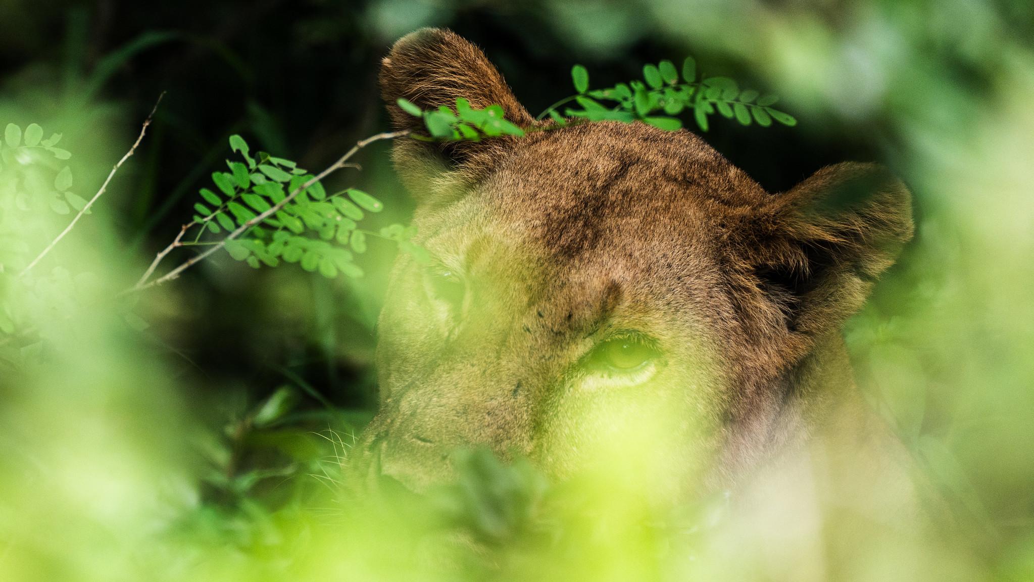 Zanzibar to Selous: Full-Day Safari with Bush Lunch (+ 2-Day Option)