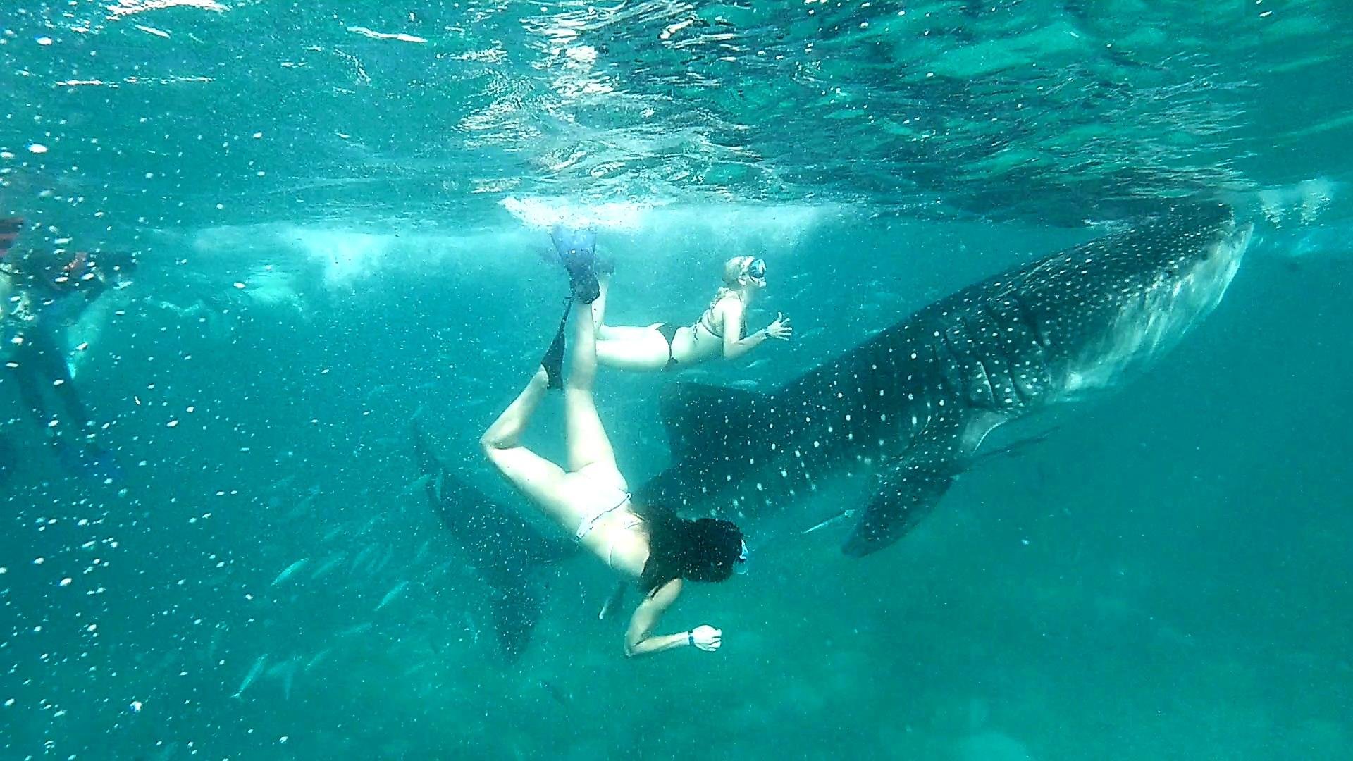 Cebu: Whale Shark Swim & Kawasan Falls Canyoneering Day Tour