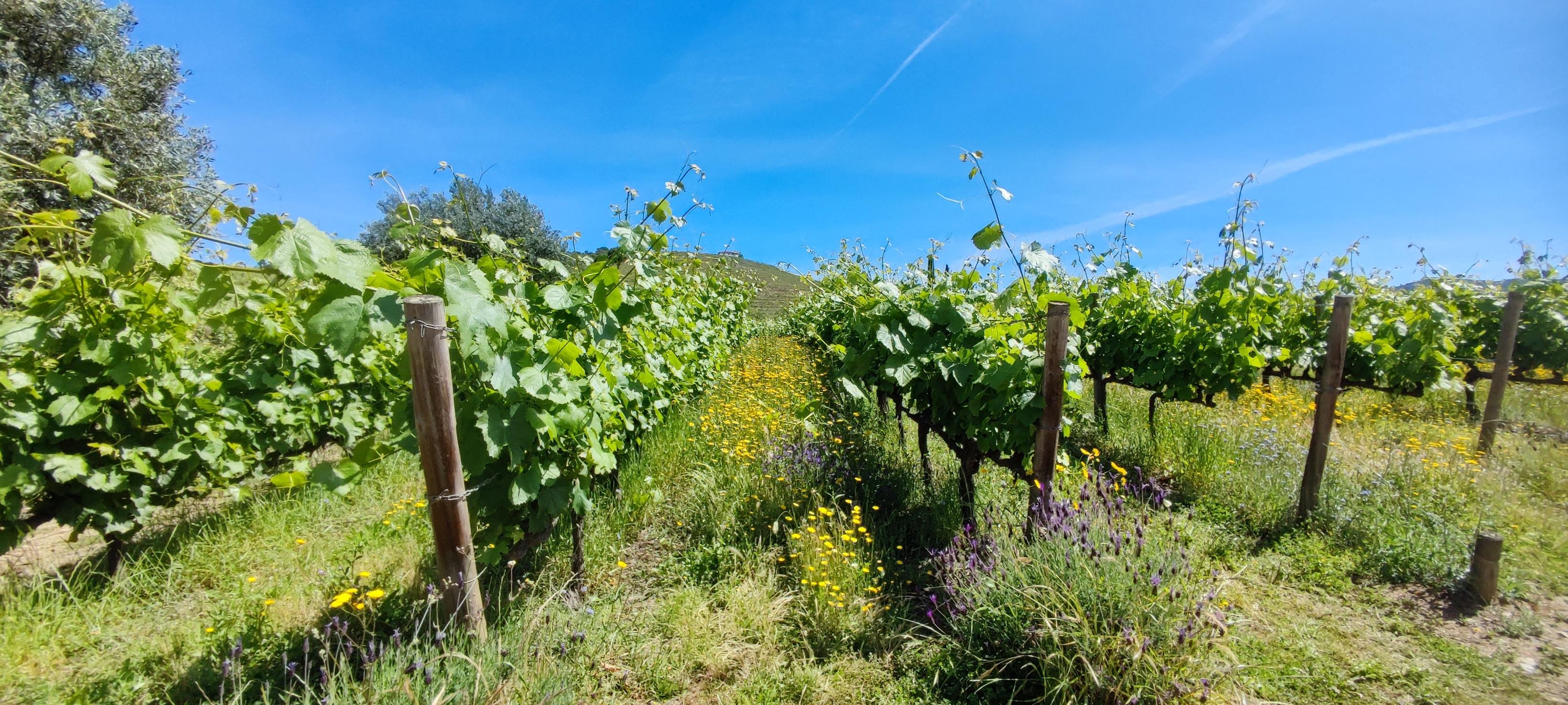 Douro Valley Full-Day Tour: Boat Ride, Twin Winery Tastings & Lunch