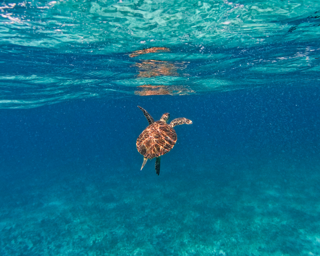 Tulum Paradise Reef Snorkeling Adventure