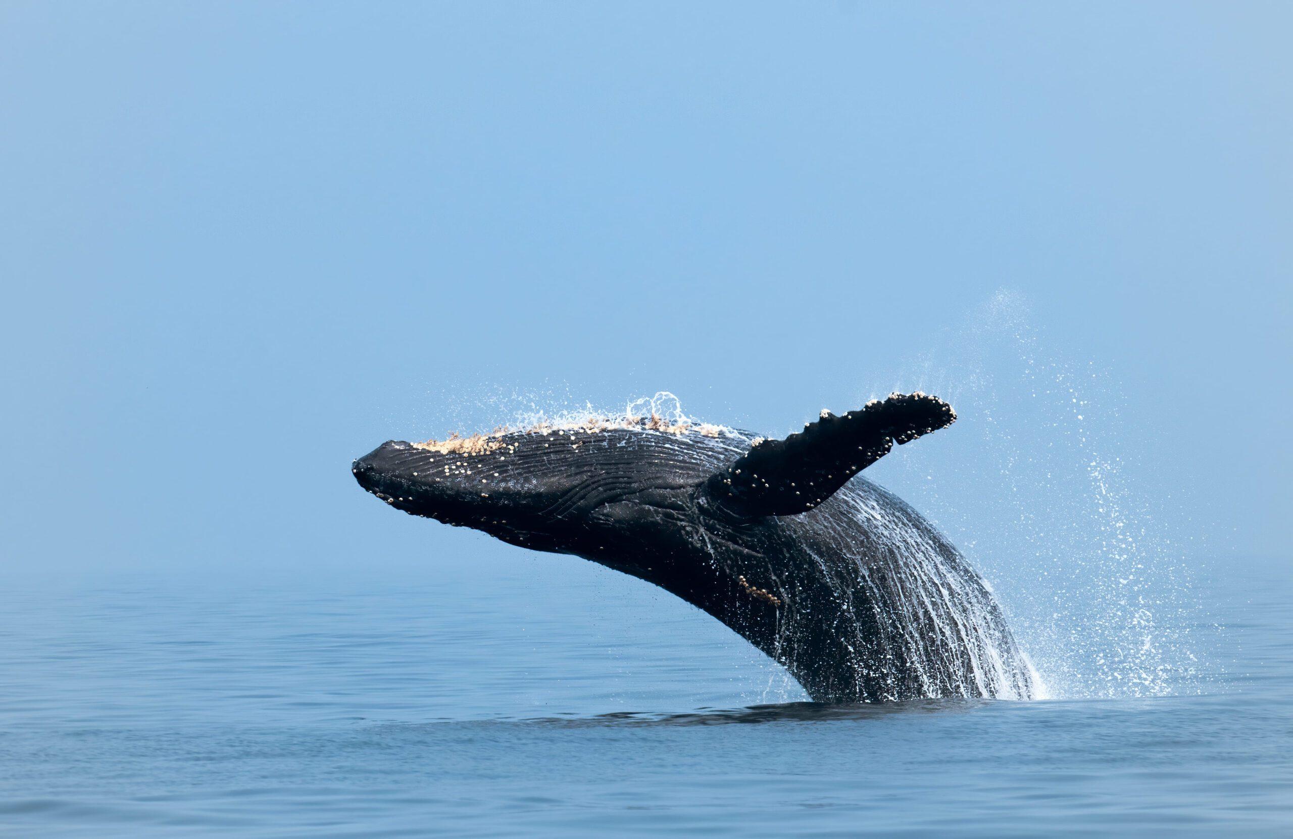 Cabo San Lucas: Arch, Whale Watching & Lover's Beach Boat Tour