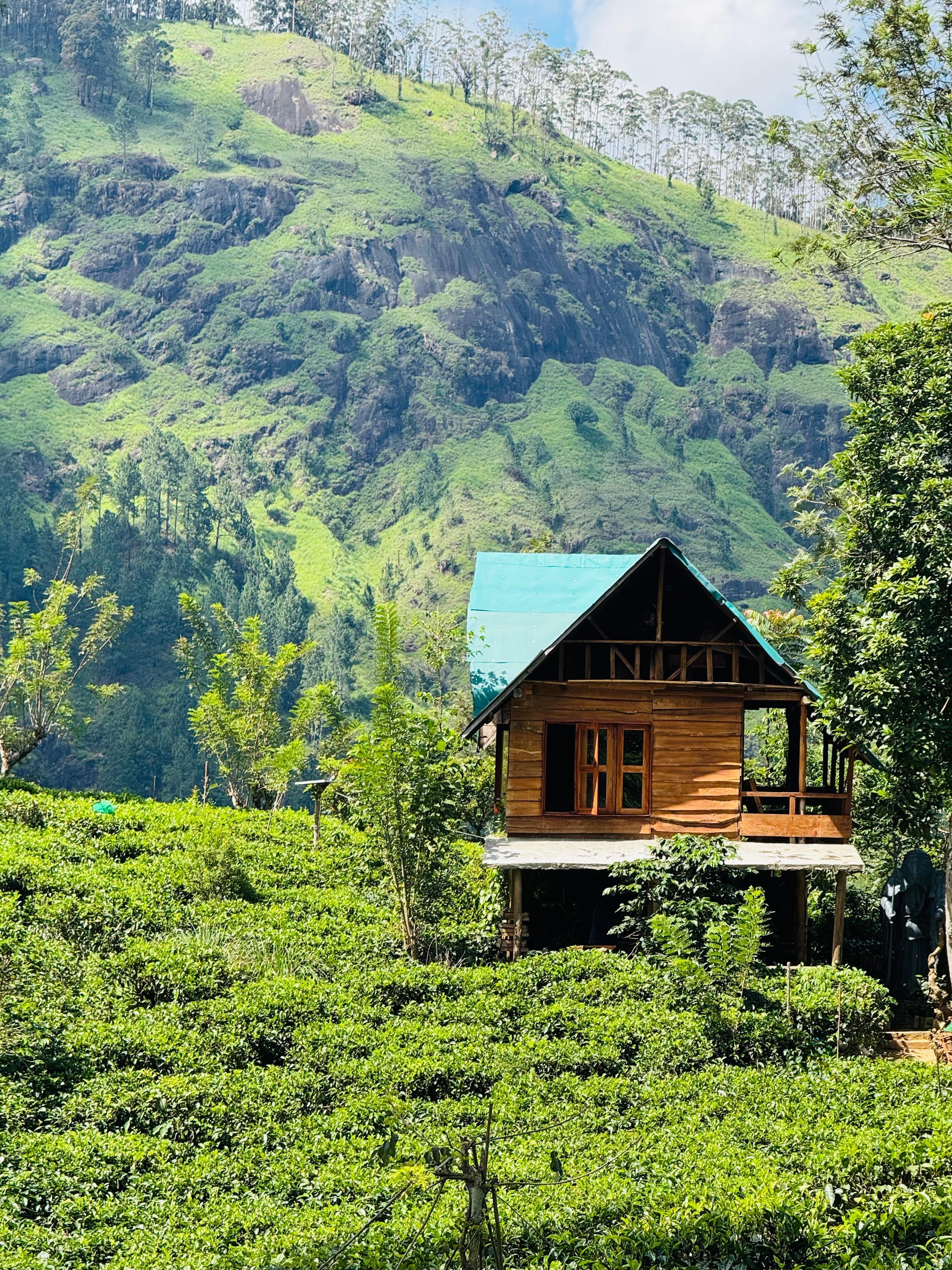 Ella: Hands-On Tea Crafting and Tasting Experience