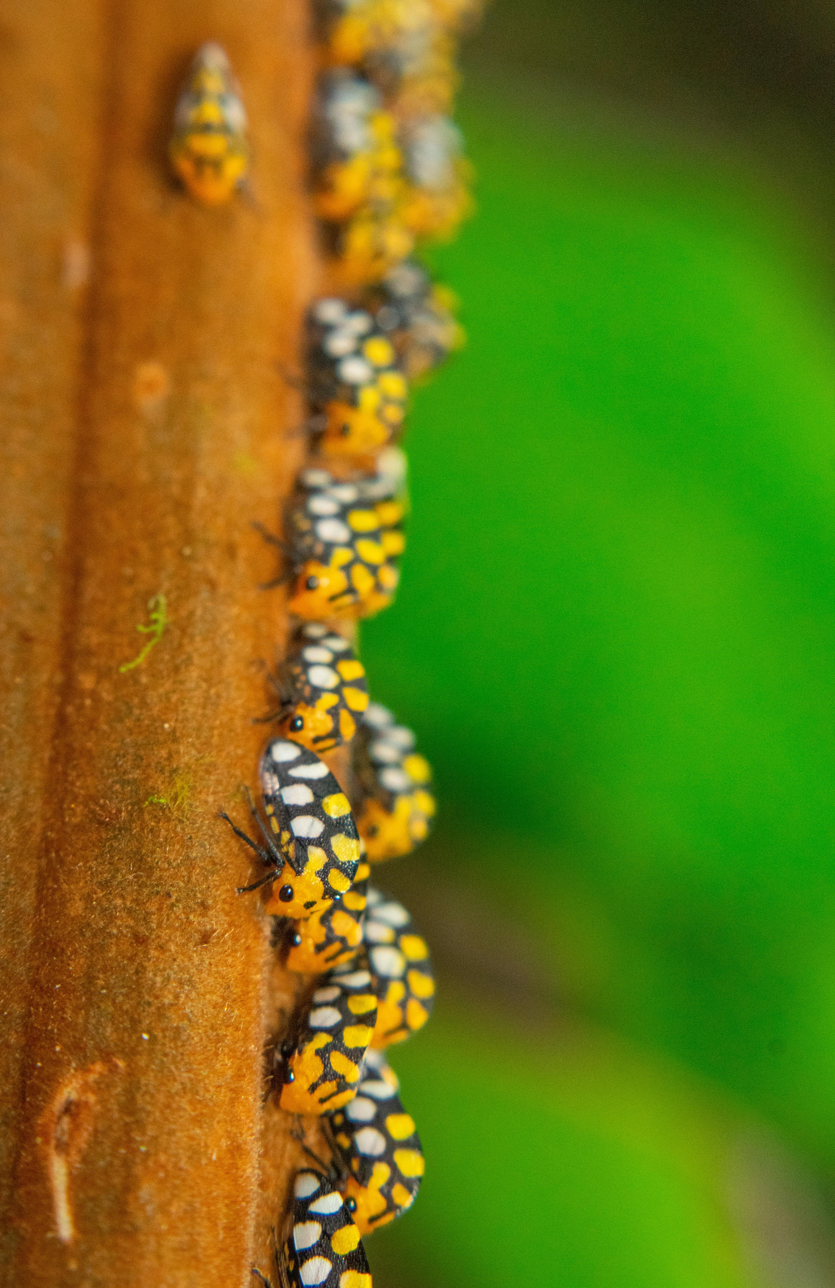 Curicancha Reserve Guided Cloud Forest Walk – Monteverde
