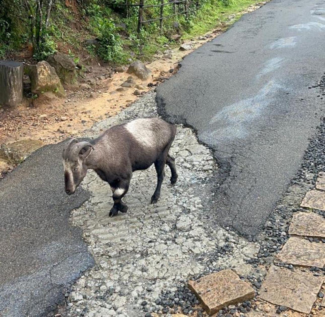 Munnar Highlands & Tea Plantation Day Tour from Kochi