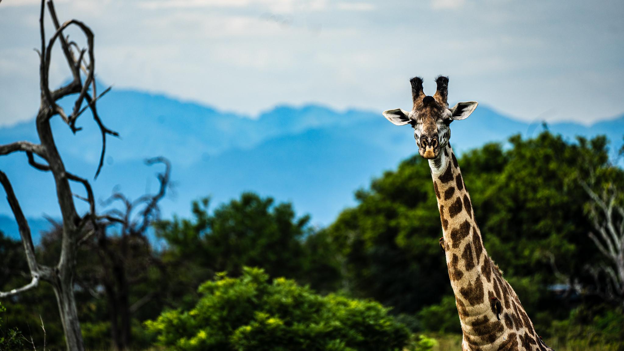 Zanzibar to Mikumi: Fly-In Safari Day Trip with Bush Lunch