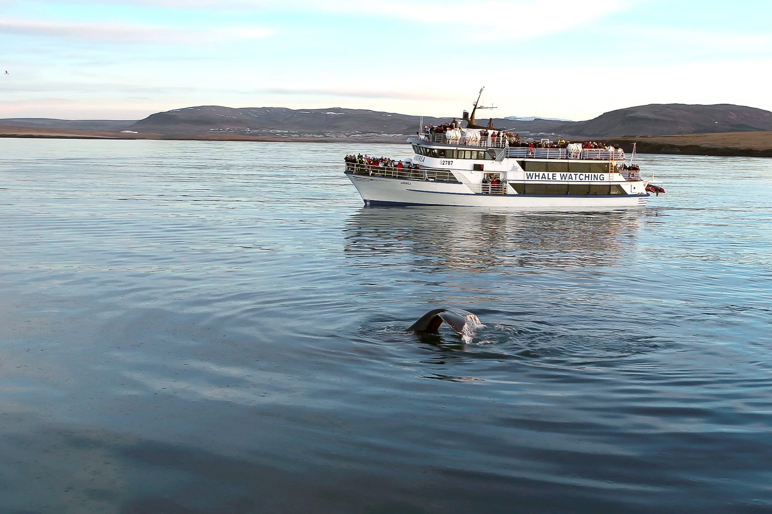 Reykjavik Whale Watching Voyage