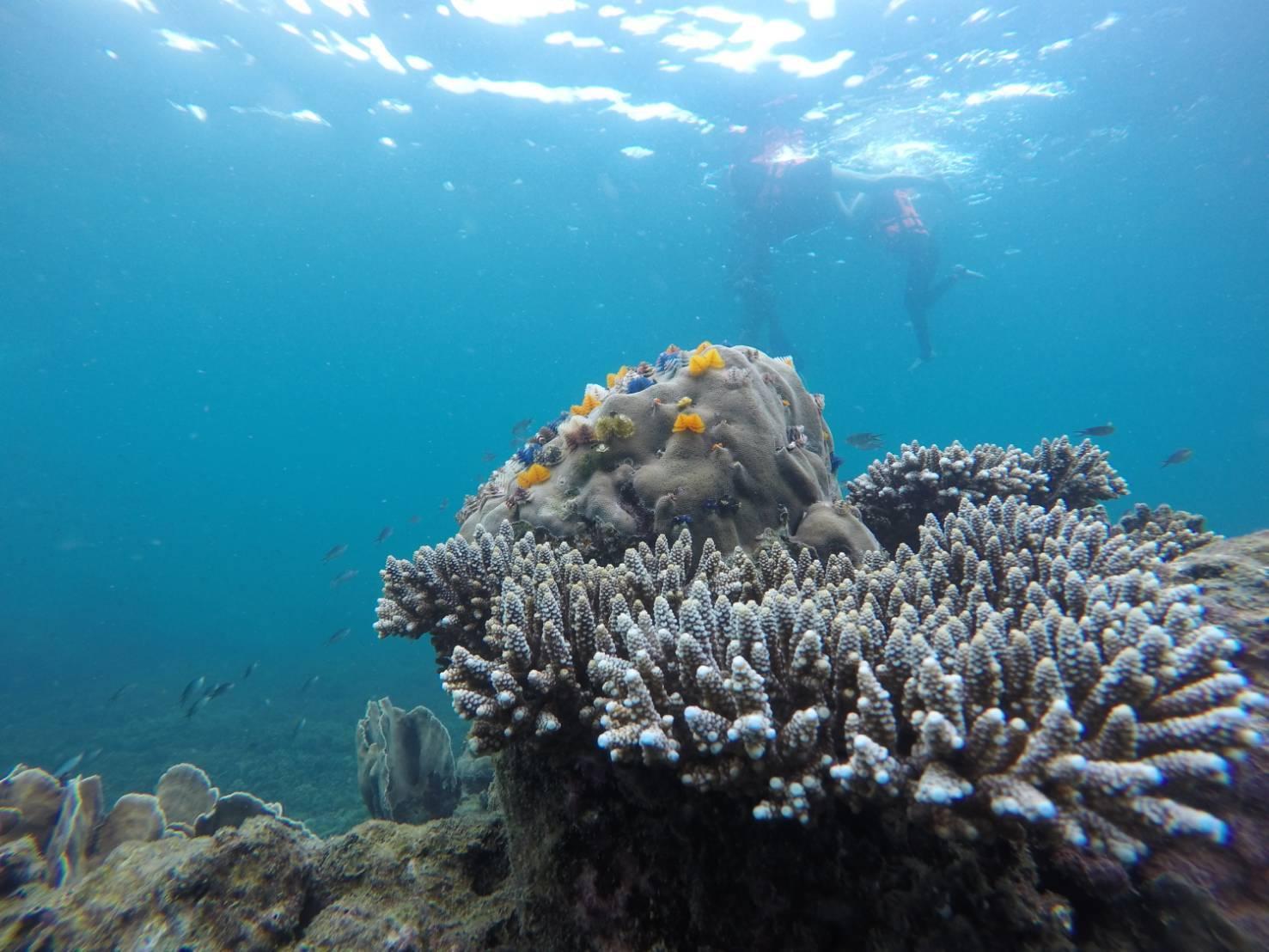 Speedboat Snorkel Expedition to Koh Tao & Koh Nang Yuan