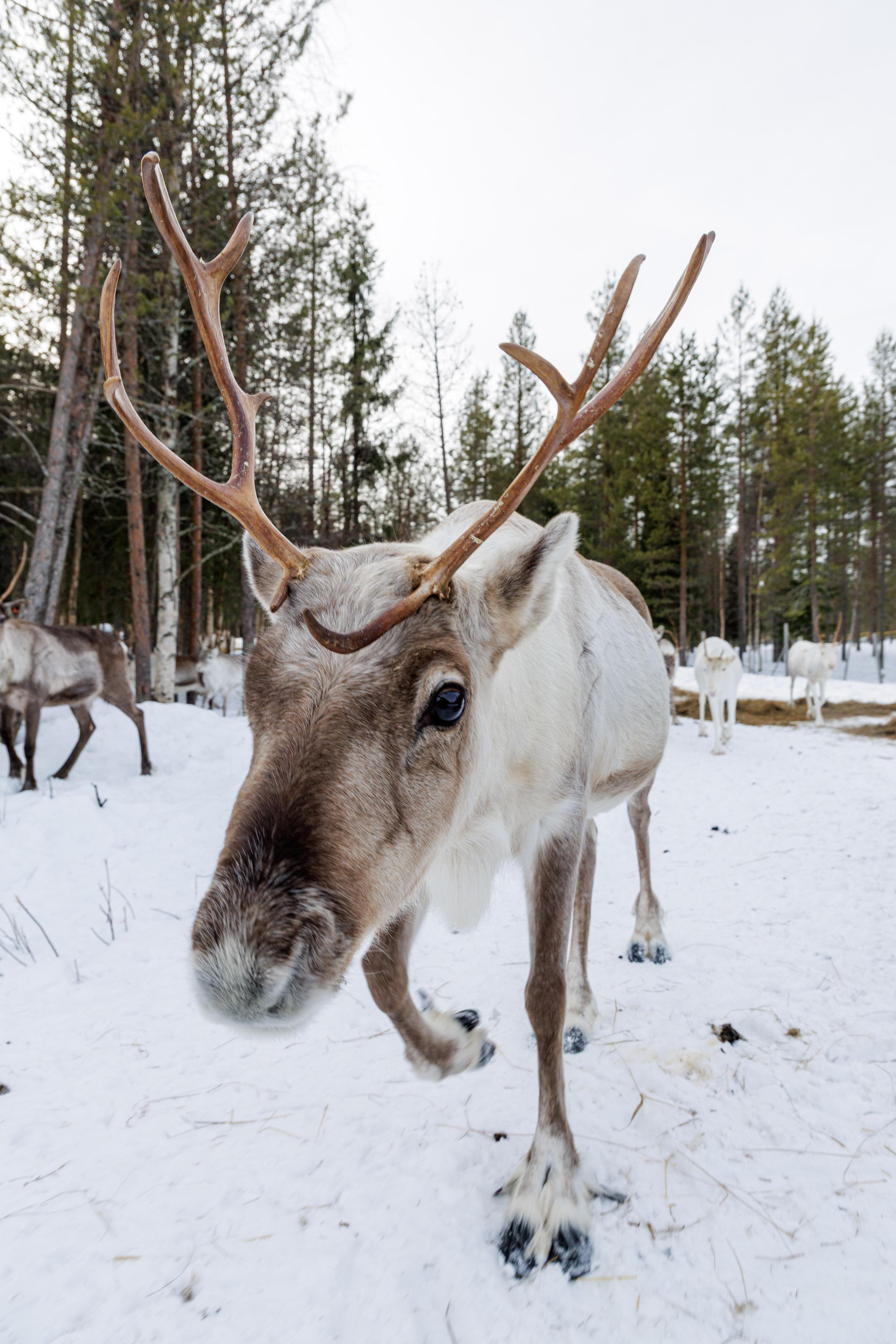 Rovaniemi Reindeer Farm: Herd Encounter & Lapland Culture