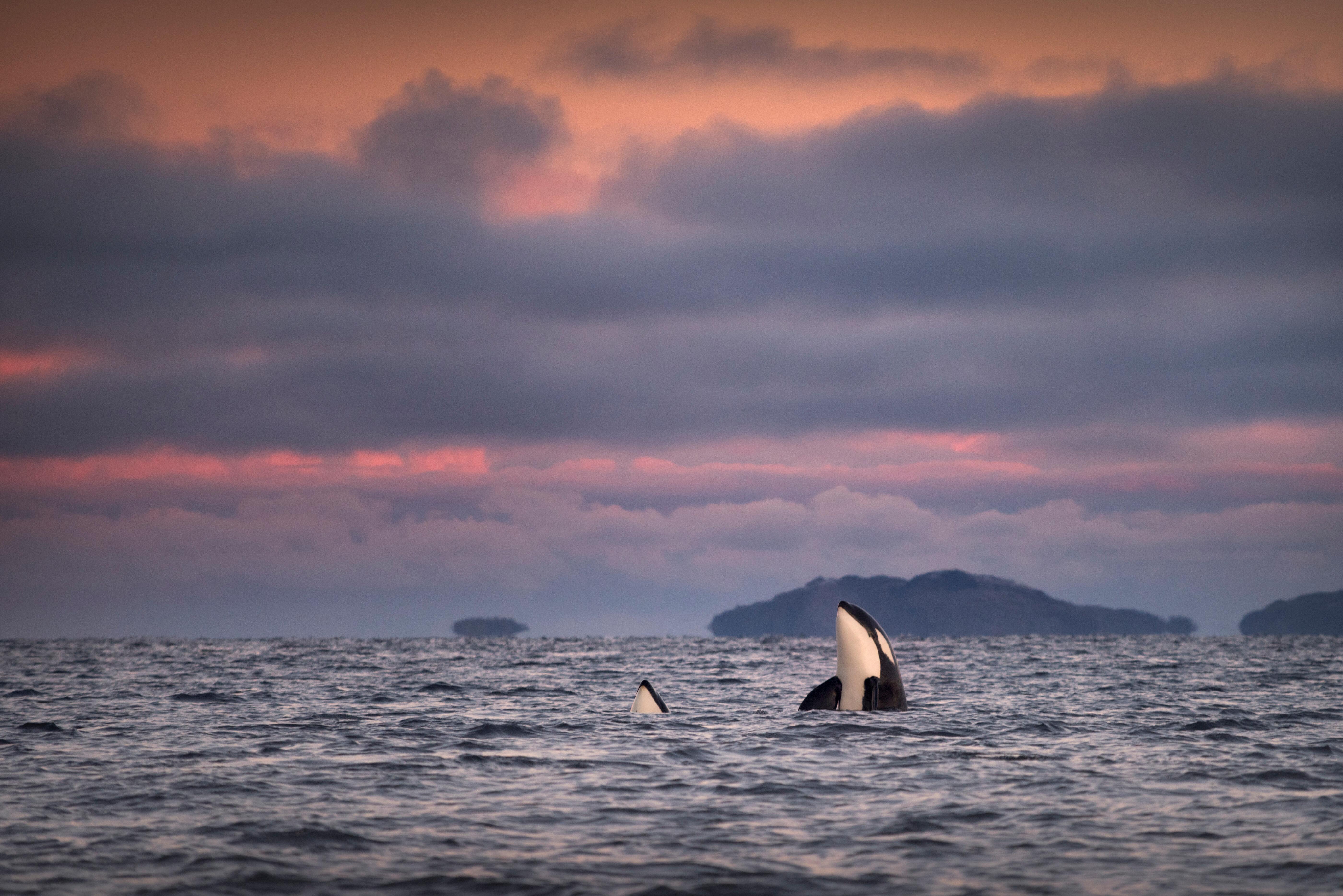 Tromsø Arctic Whale Safari aboard MS Alba