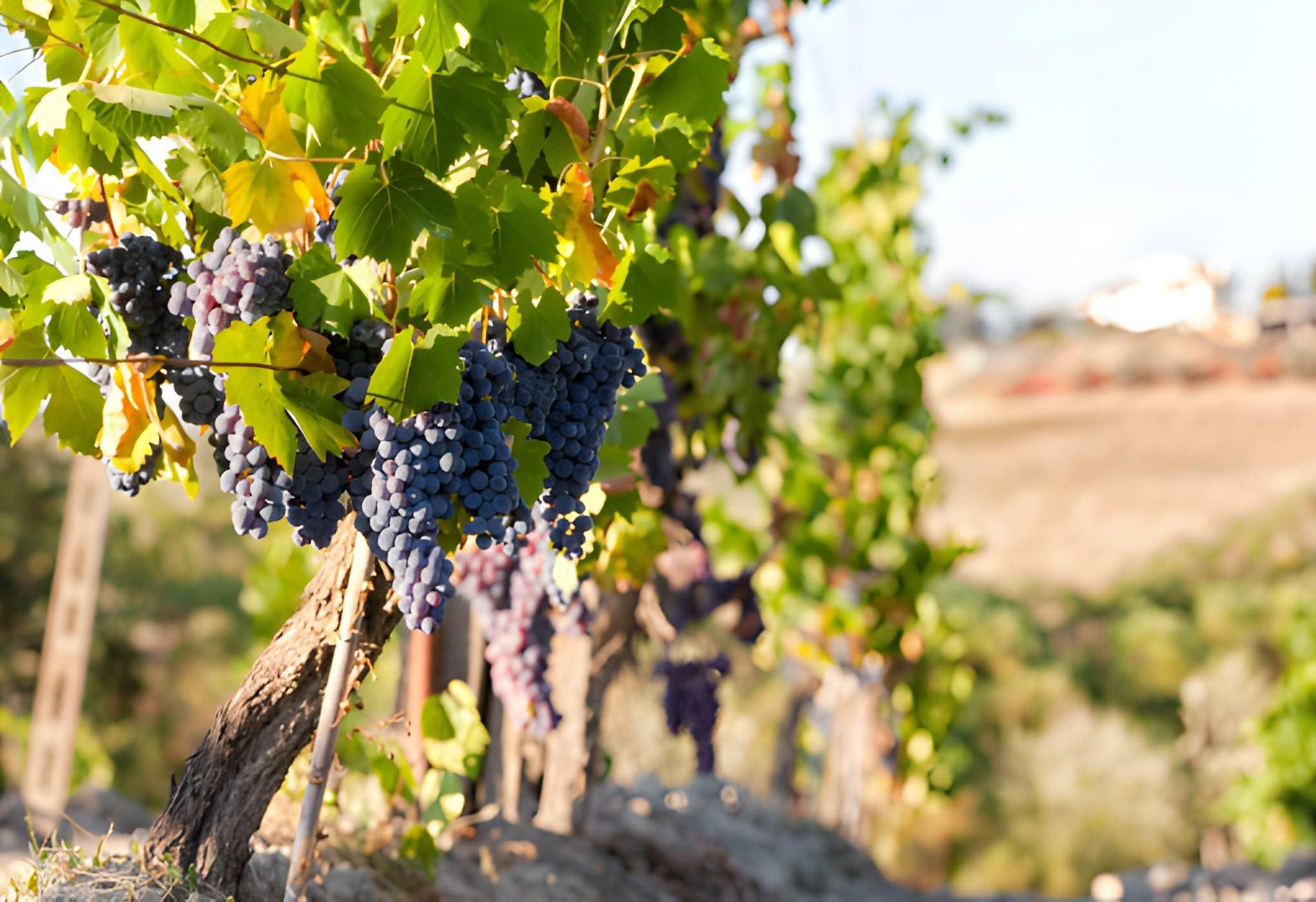 Chianti Wine Country Half-Day Tour from Florence