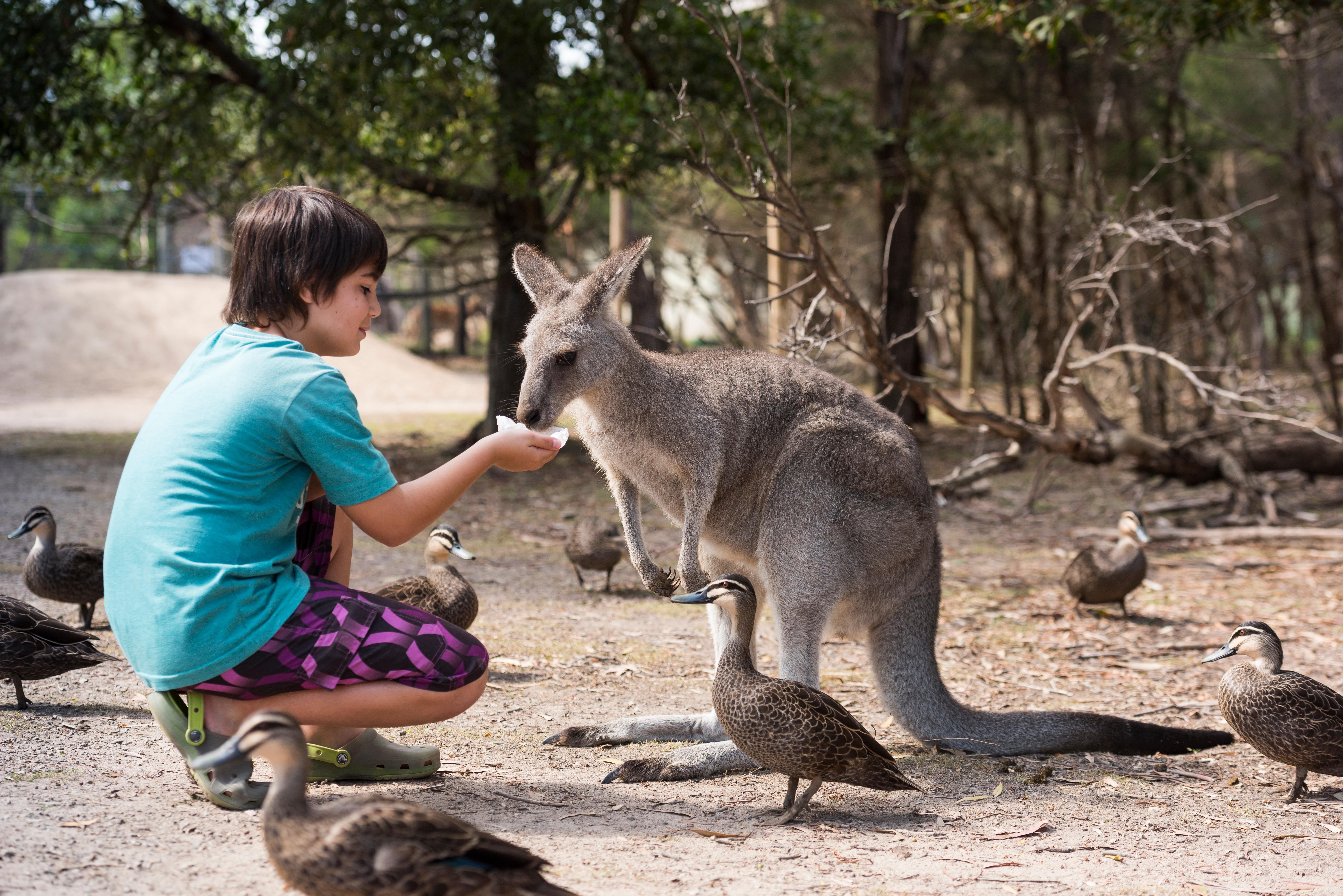Luxury Phillip Island Penguin Parade & Wildlife Small-Group Tour