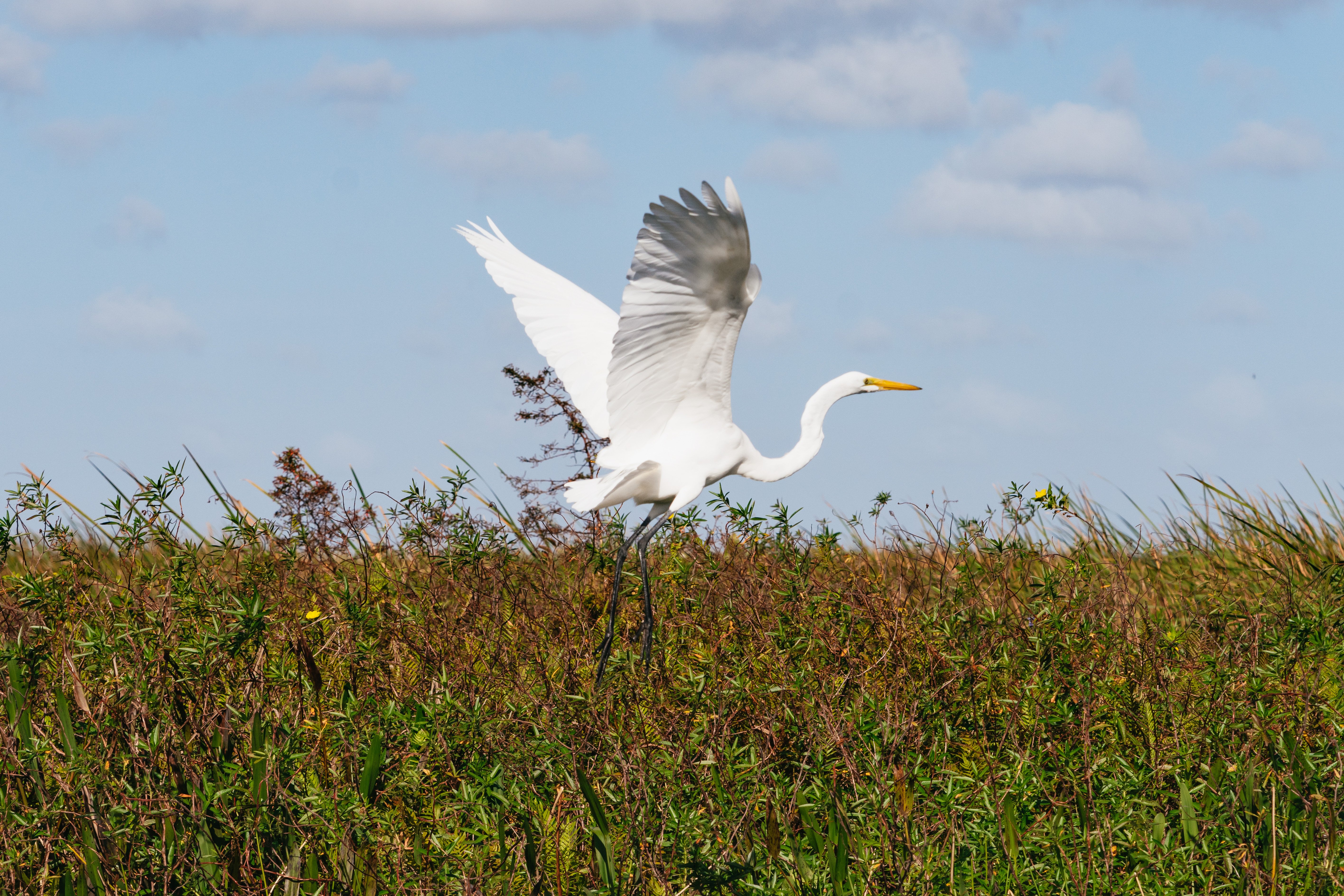 Florida Everglades Wildlife Airboat Adventure from Orlando