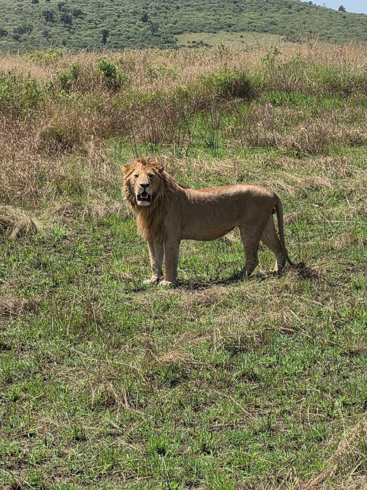 3-Day Maasai Mara Shared Jeep Safari from Nairobi