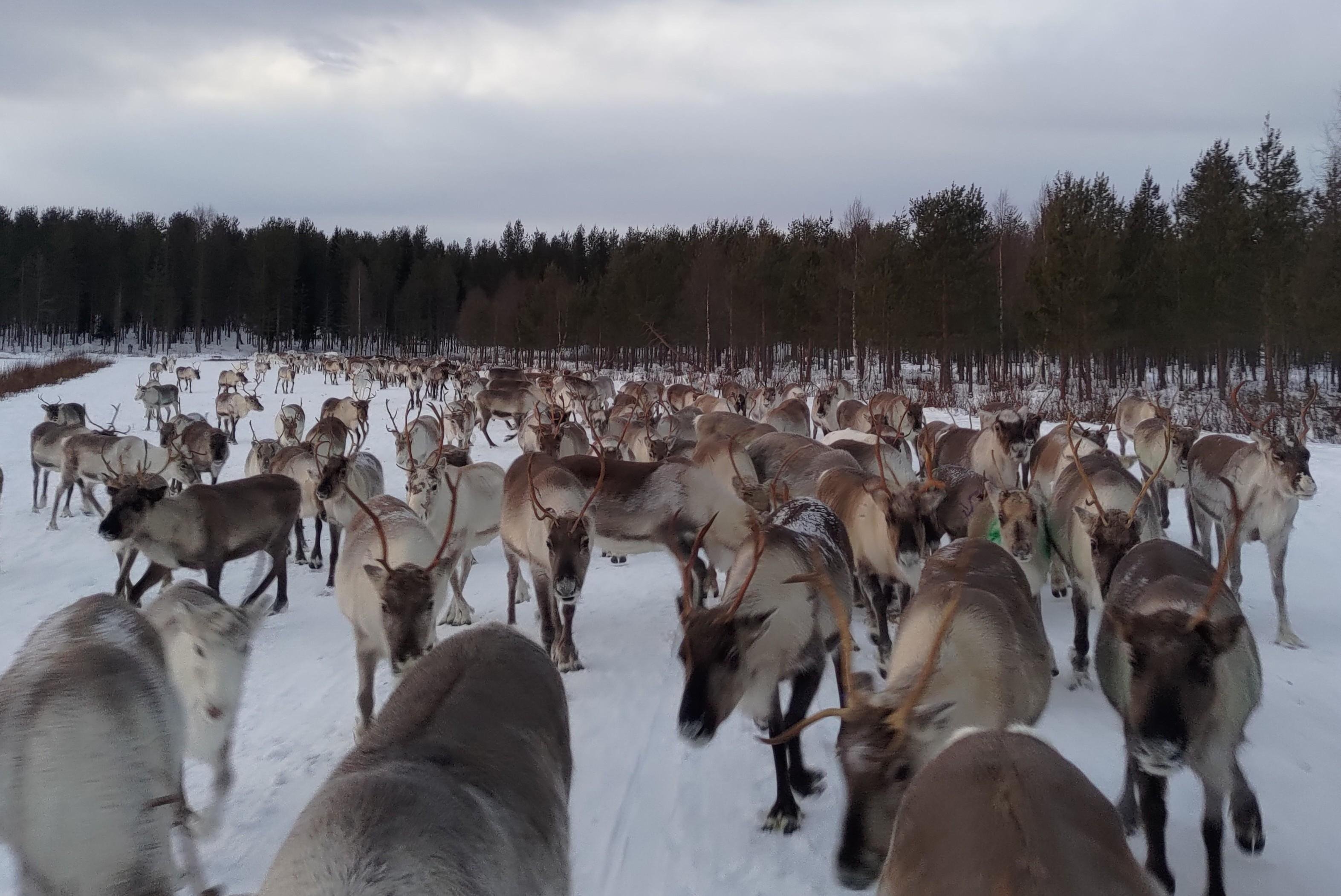 Rovaniemi Reindeer Farm: Herd Encounter & Lapland Culture