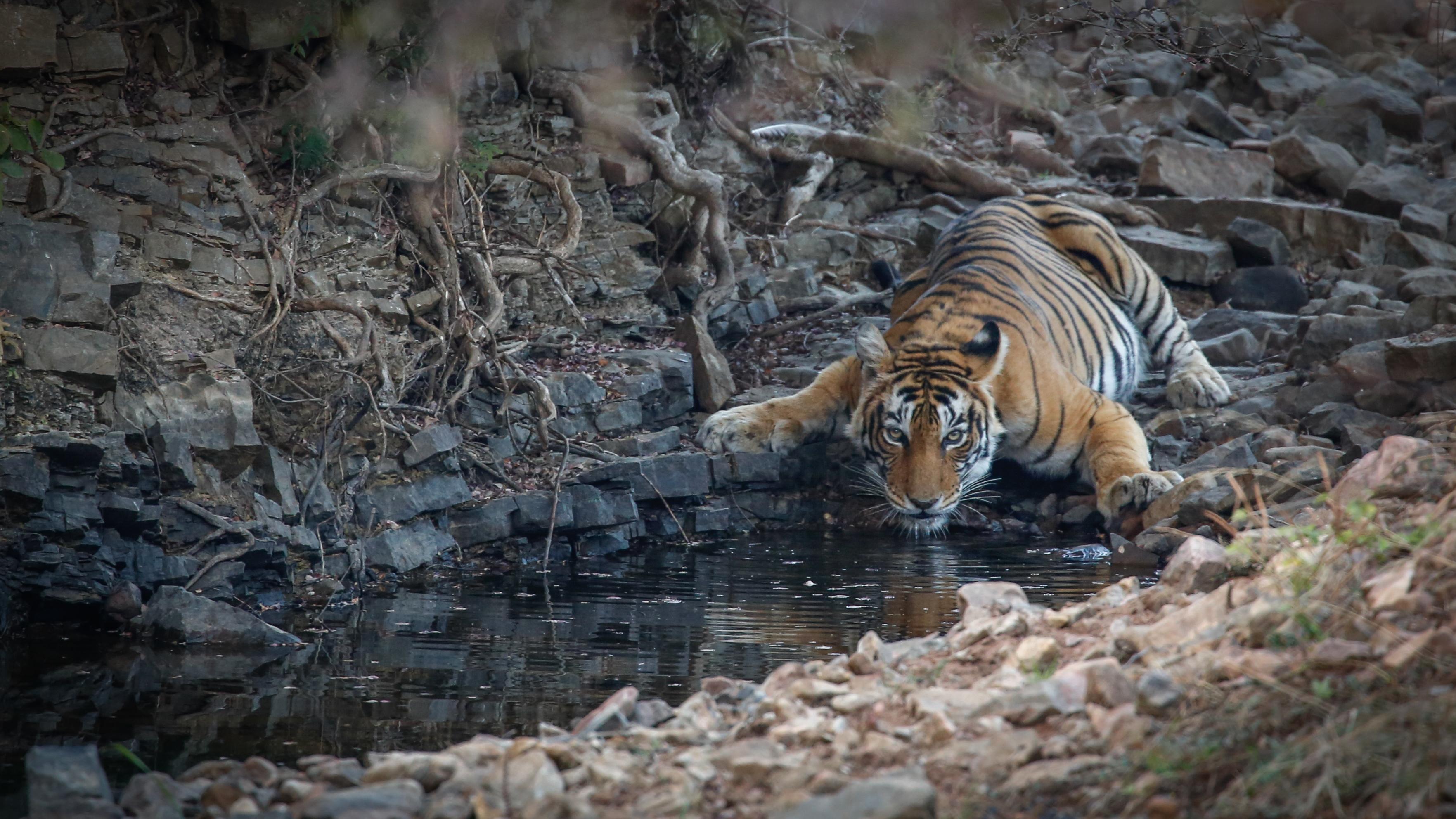 Ranthambhore Tiger Safari Day Trip from Jaipur