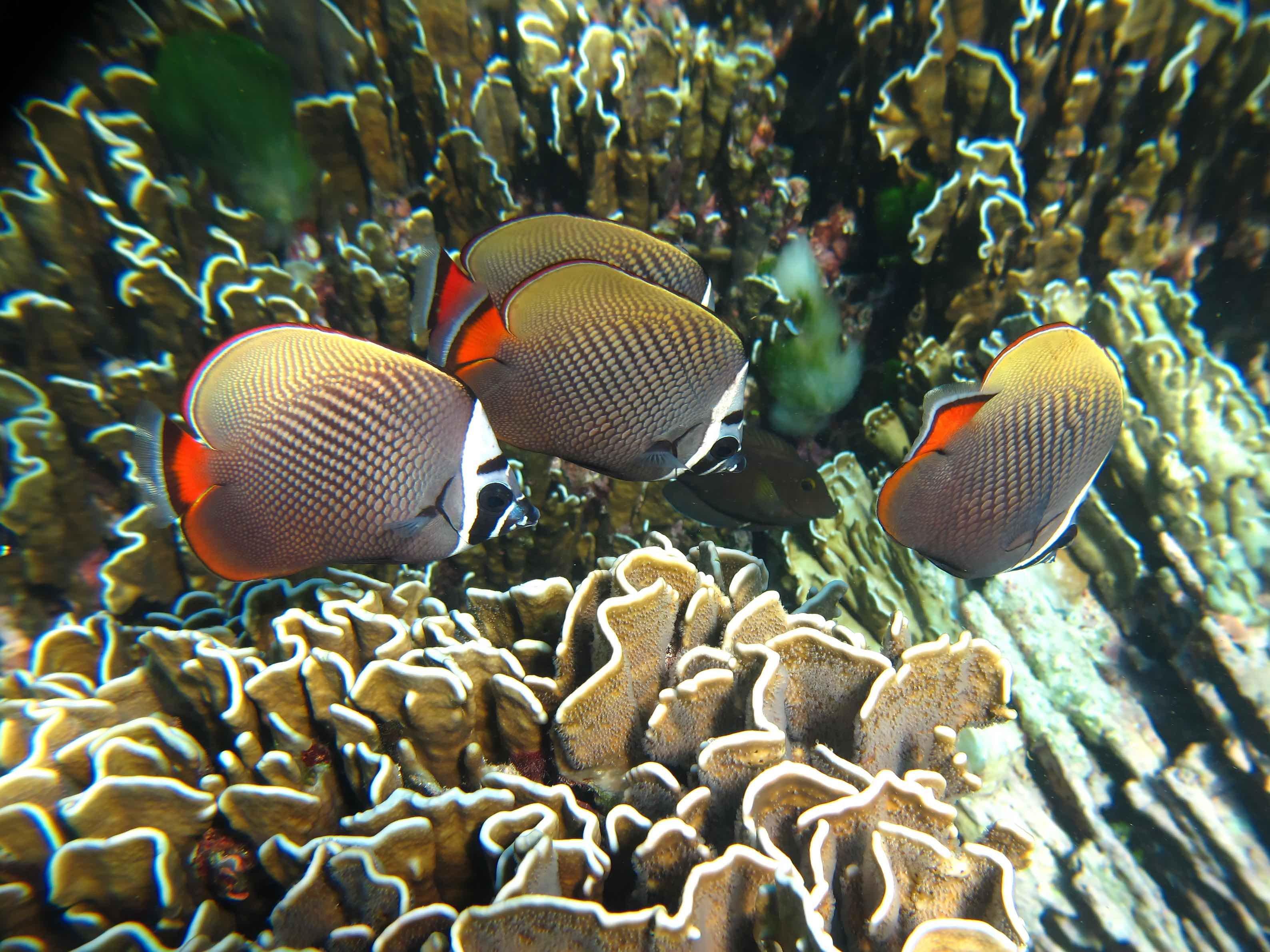 Similan Islands Premium Catamaran Day Trip from Phuket