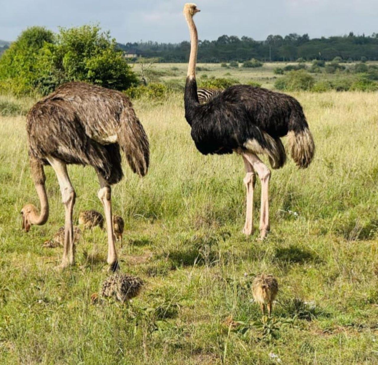 3-Day Maasai Mara Shared Jeep Safari from Nairobi