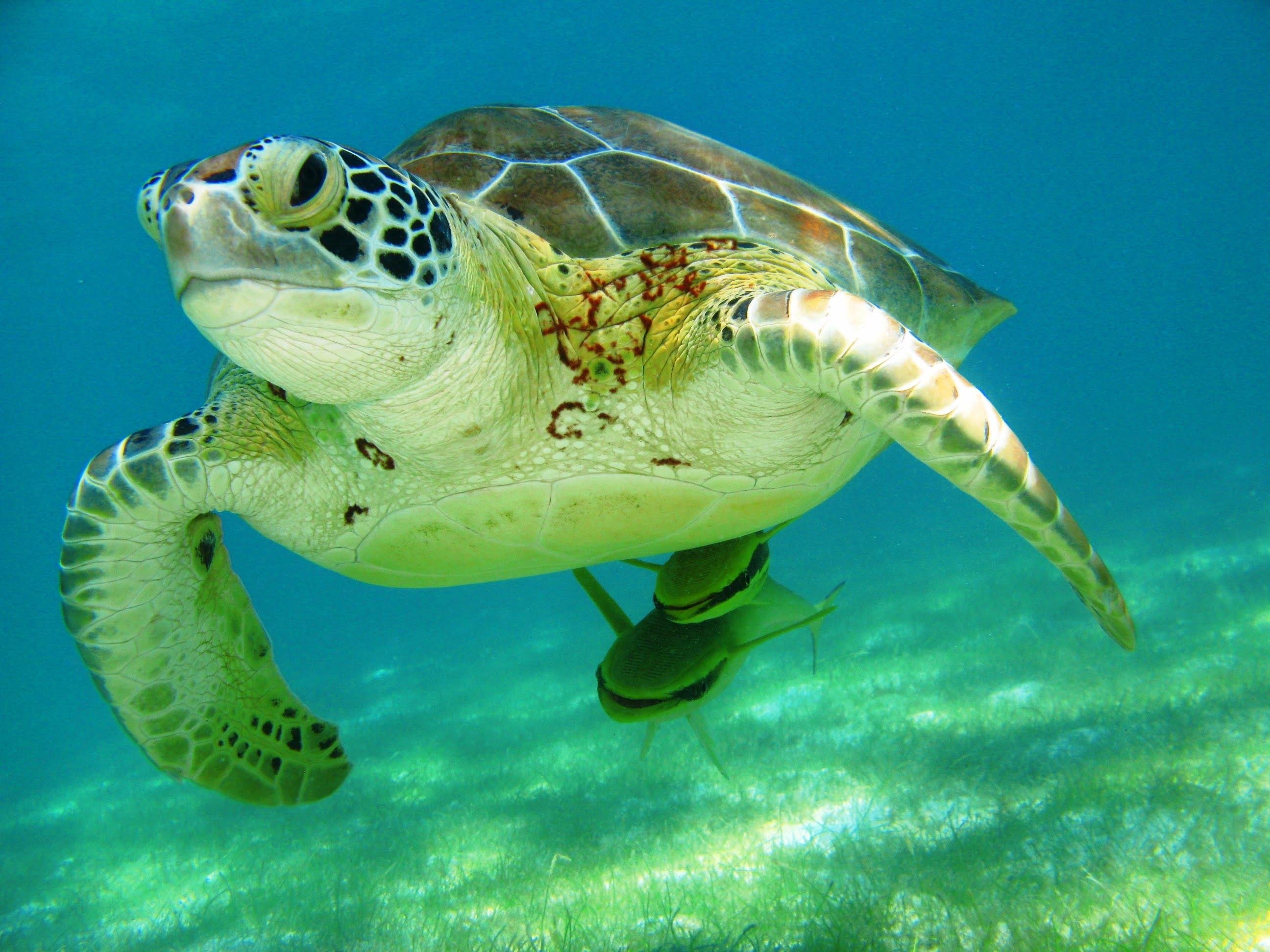Tsuuk Akumal Natural Park: Sea Turtle Snorkeling Experience