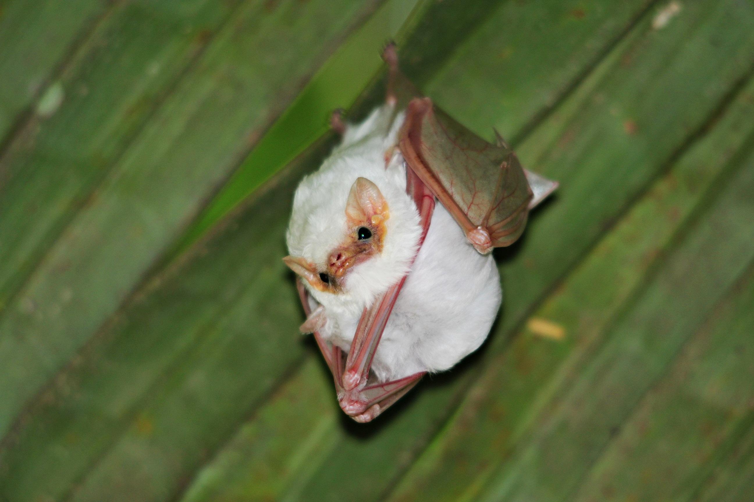 Carara National Park Guided Wildlife Tour