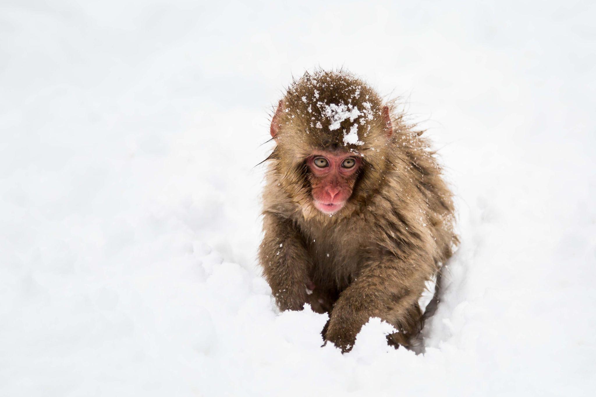 Snow Monkeys, Zenko-ji Temple & Sake Tasting Day Trip from Nozawa Onsen