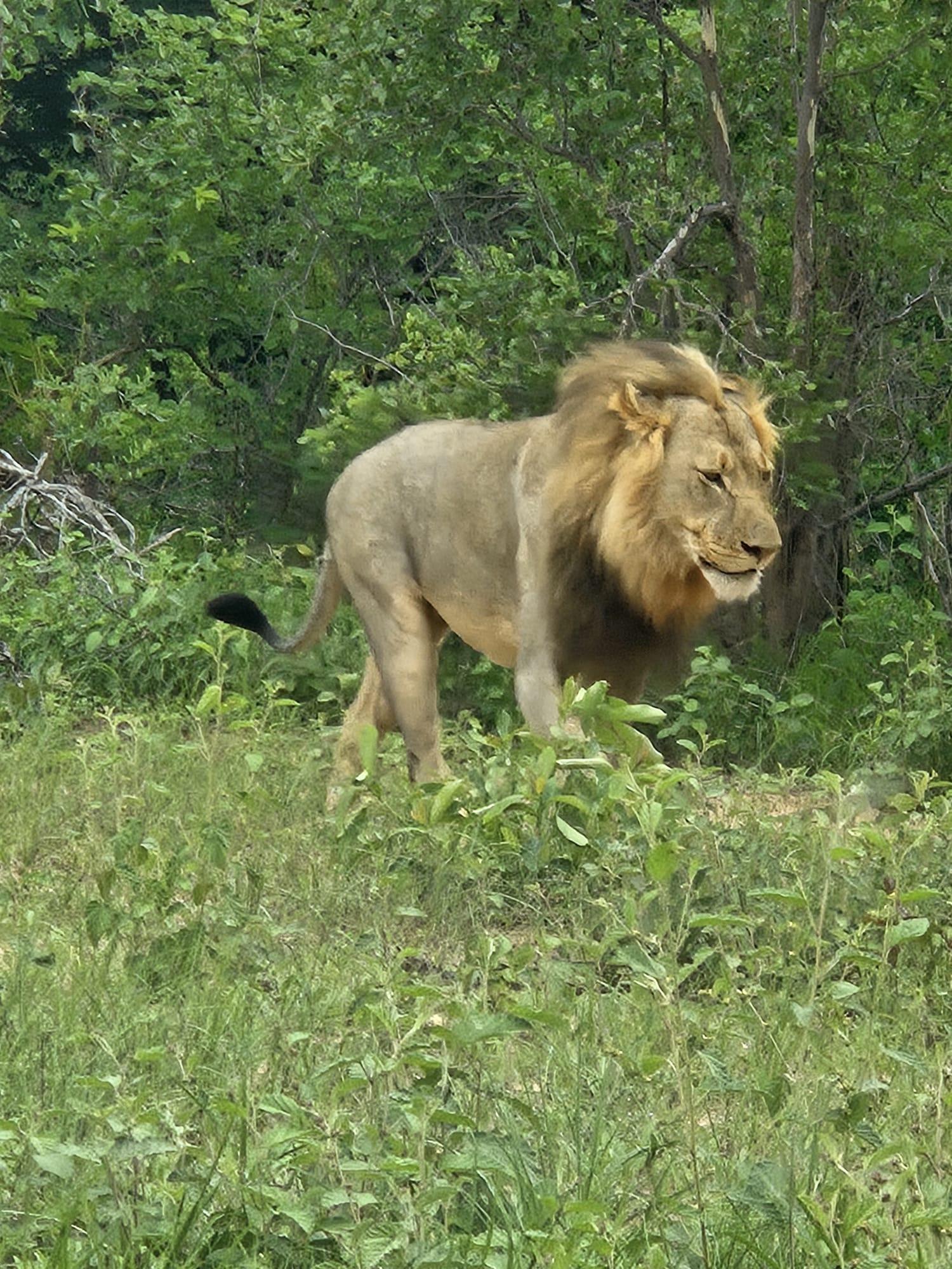 Full-Day Chobe National Park Safari from Victoria Falls