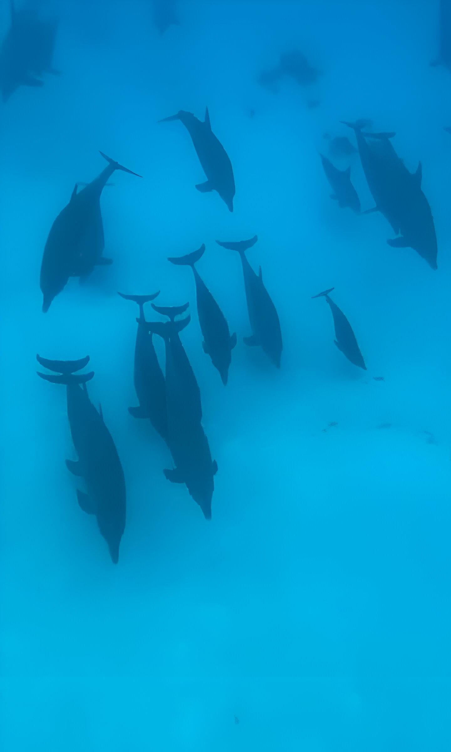 Mnemba Island Dolphin Swim & Snorkeling Adventure