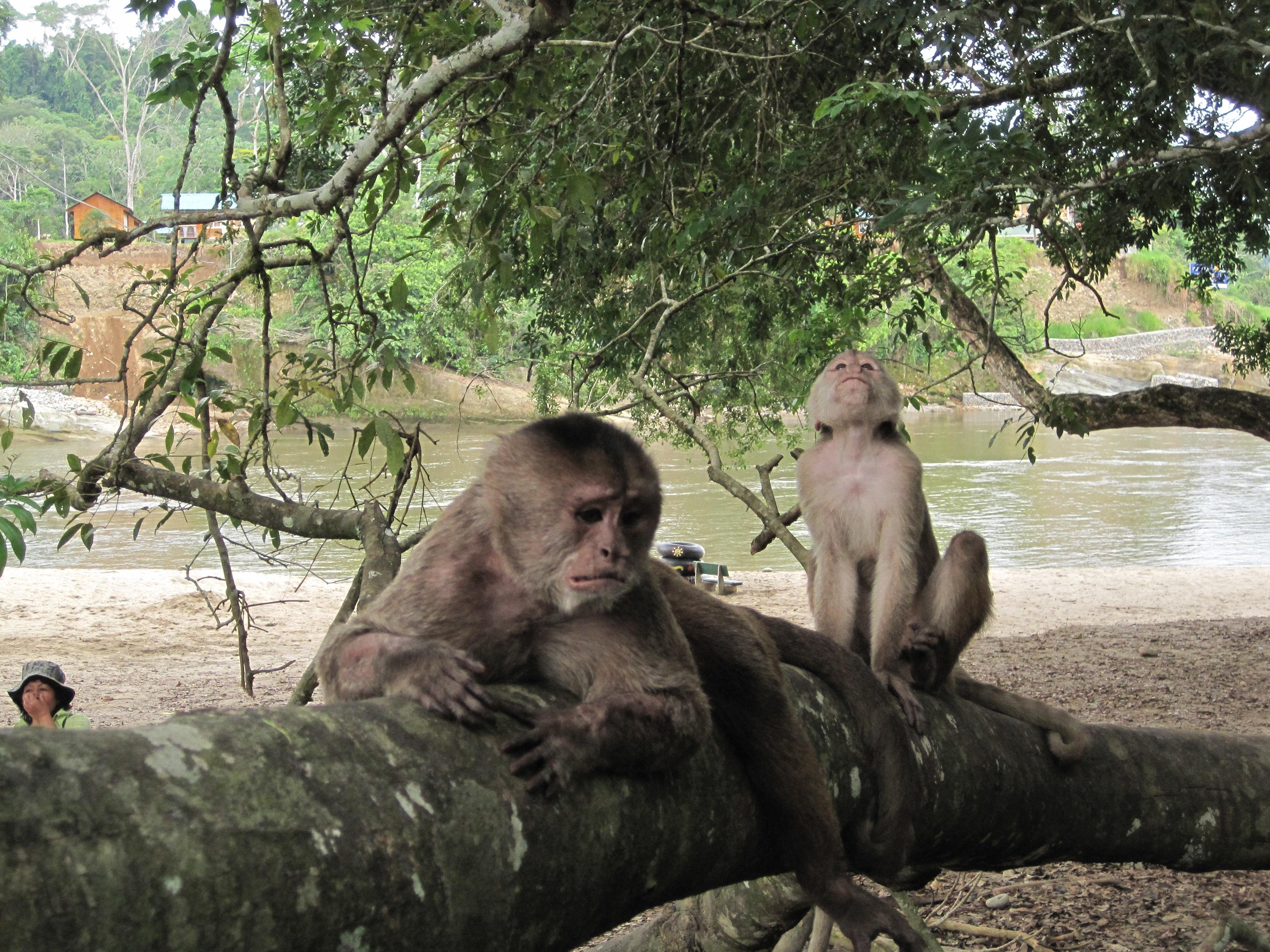 4-Day Amazon Jungle Expedition from Tena – All Inclusive