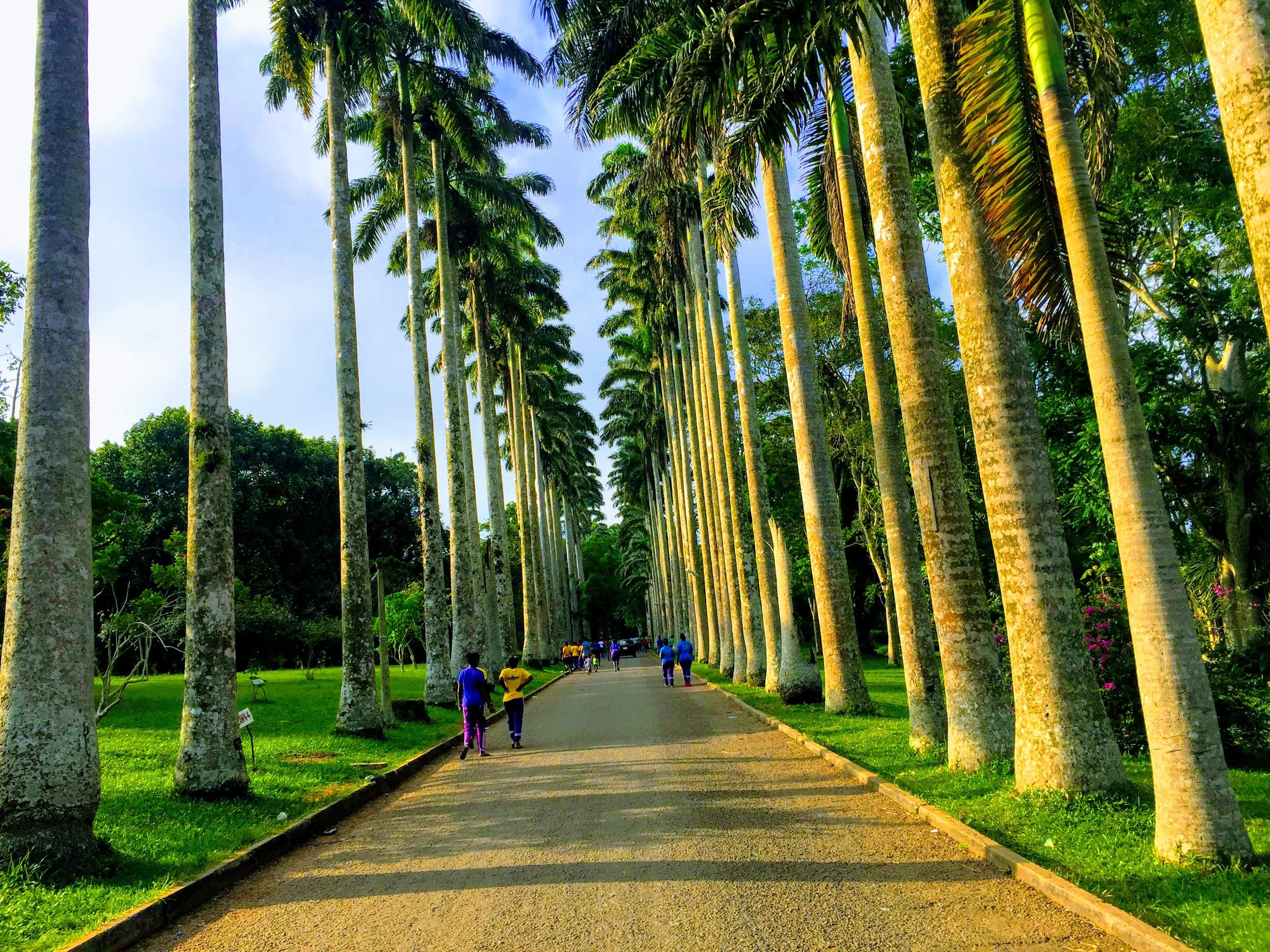 Nature Thrills: Gardens, Cocoa Farm & Waterfall Adventure