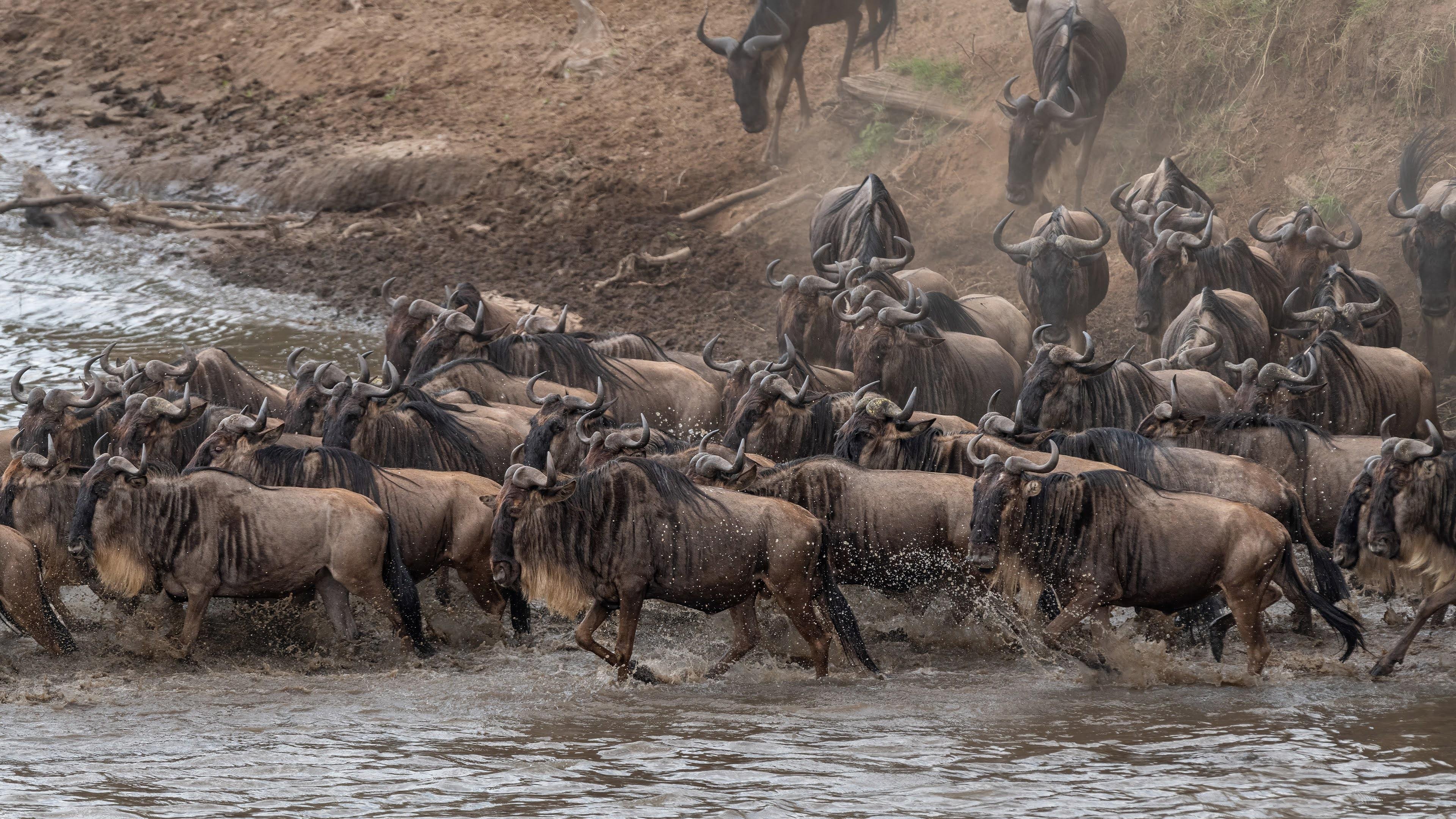 Maasai Mara Express: 1-Day Safari from Nairobi