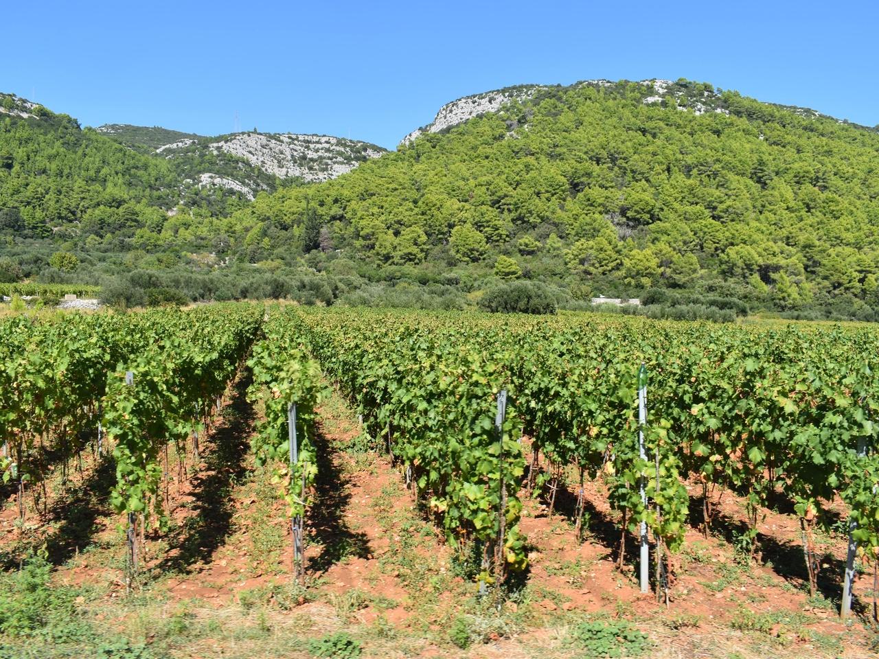 Korčula Wine & Sightseeing Tour