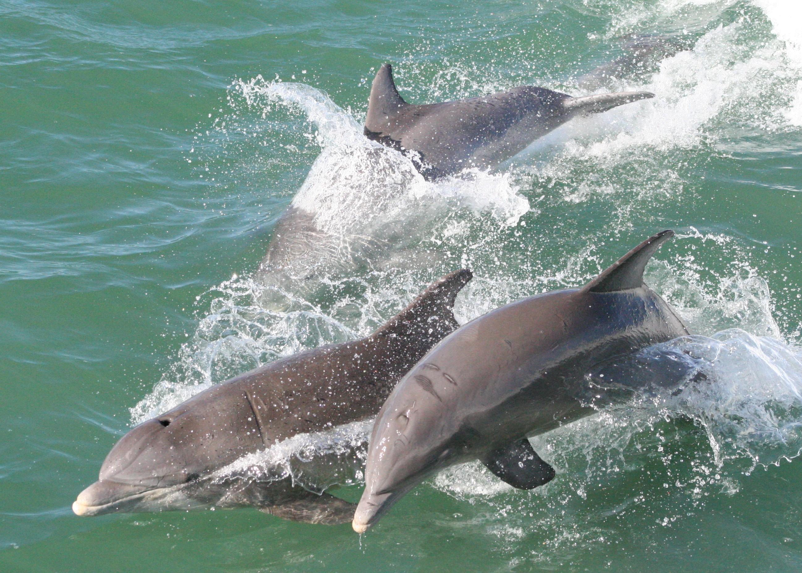 Clearwater Bay Dolphin Watching Cruise
