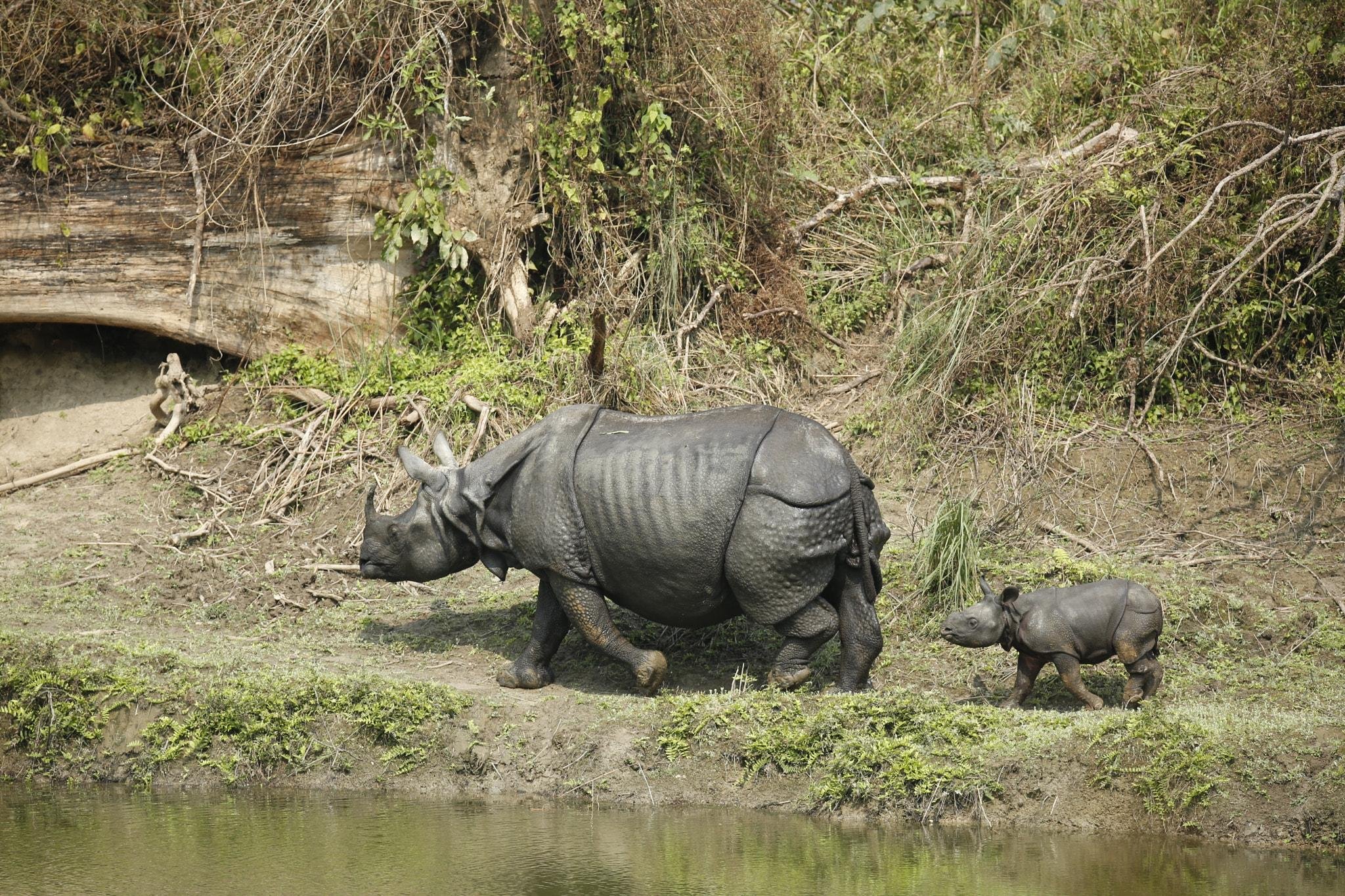 3-Day All-Inclusive Chitwan National Park Safari