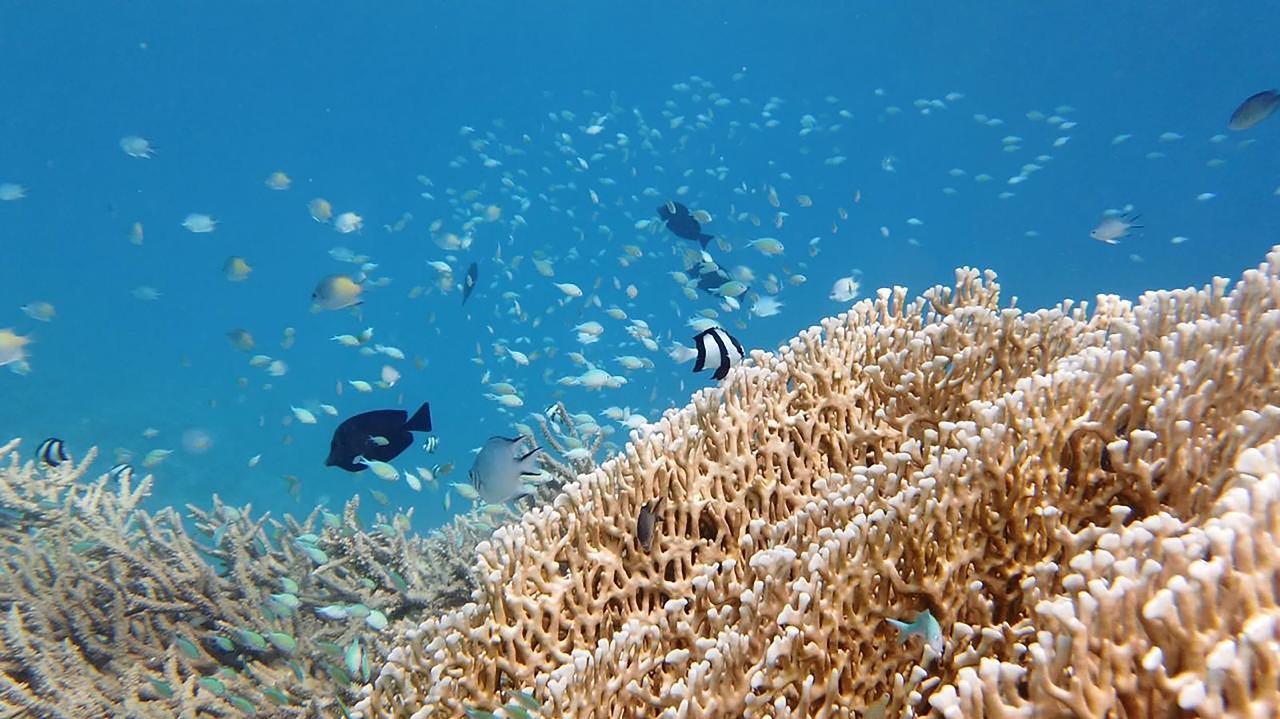 Sharm el-Sheikh: White Island & Ras Mohamed National Park Snorkeling Day Trip