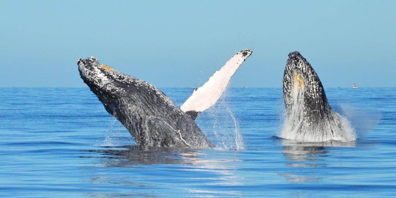 Samana Bay Whale Watching & Bacardi Island Beach Experience from Santo Domingo