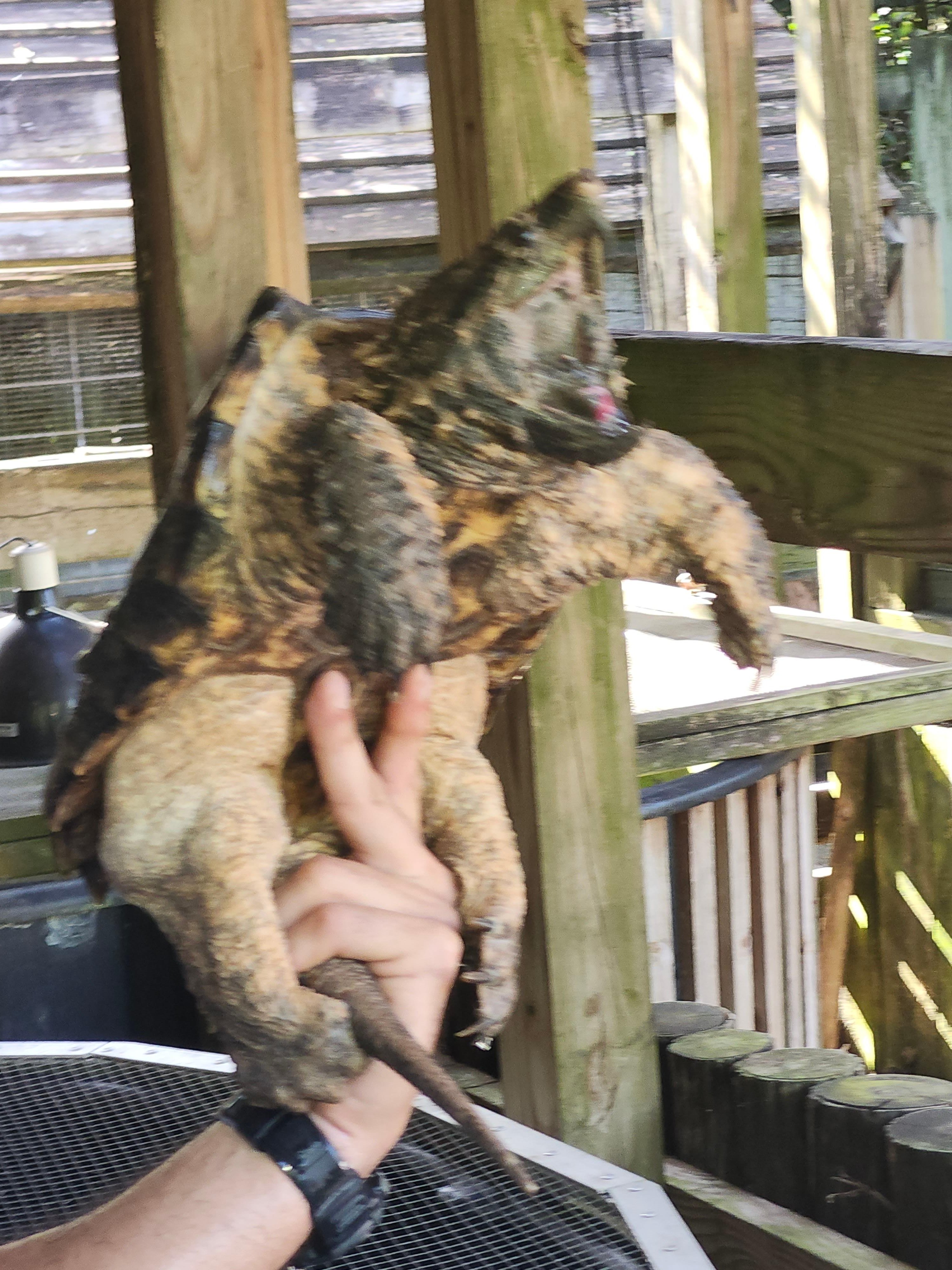 Small-Group Everglades Eco-Adventure & Private Islands Tour