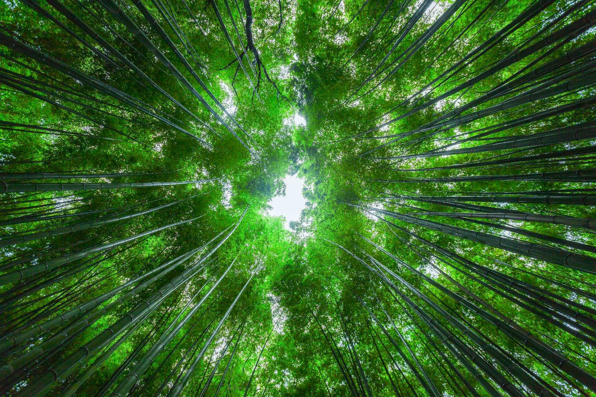 Kyoto & Arashiyama Cultural Explorer Day Trip