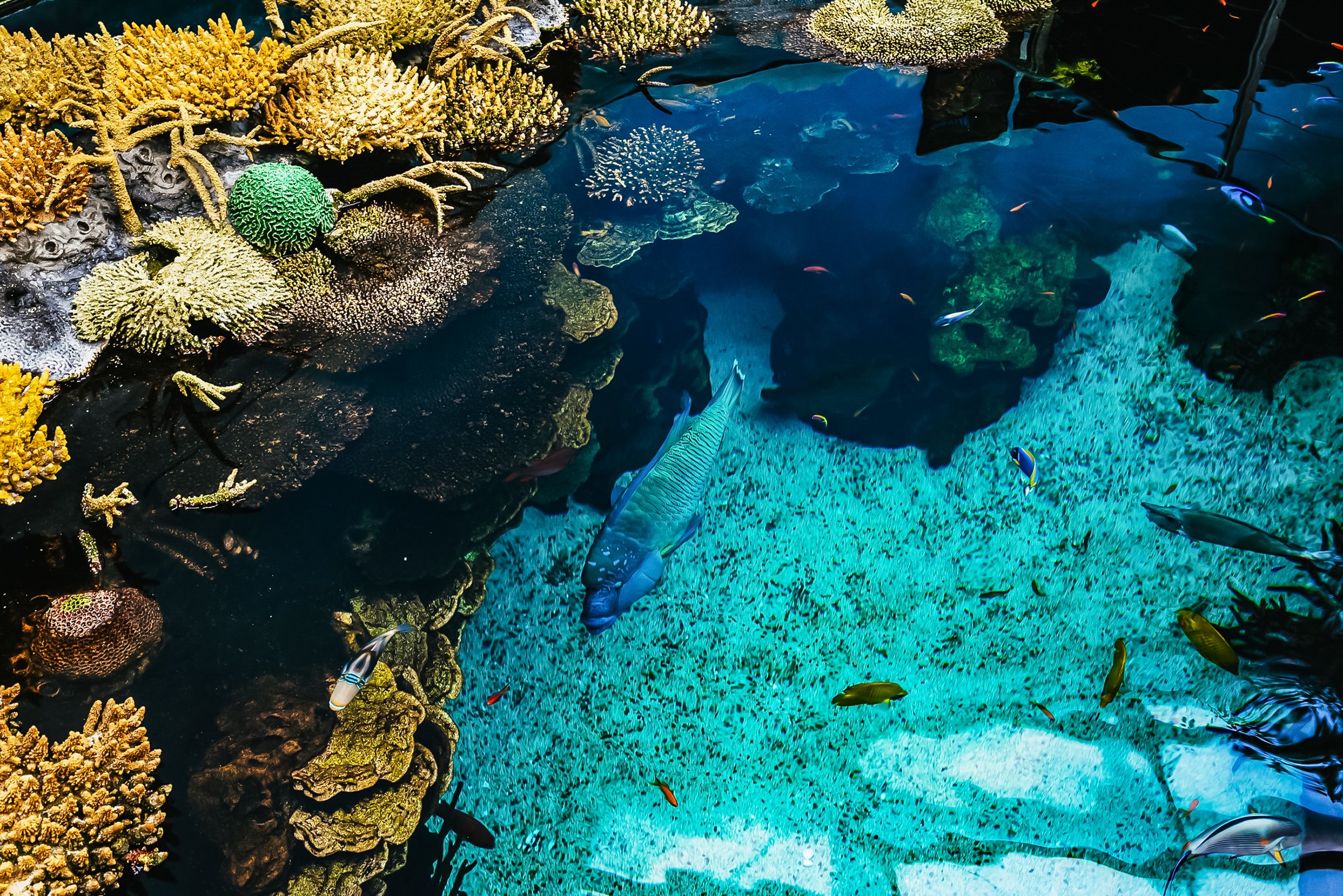 Lisbon Oceanarium: General Admission Ticket