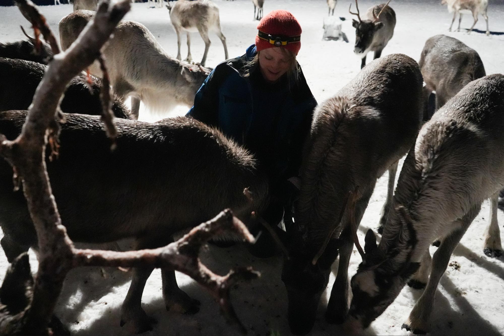 Reindeer Feeding & a Chance of Northern Light with Dinner