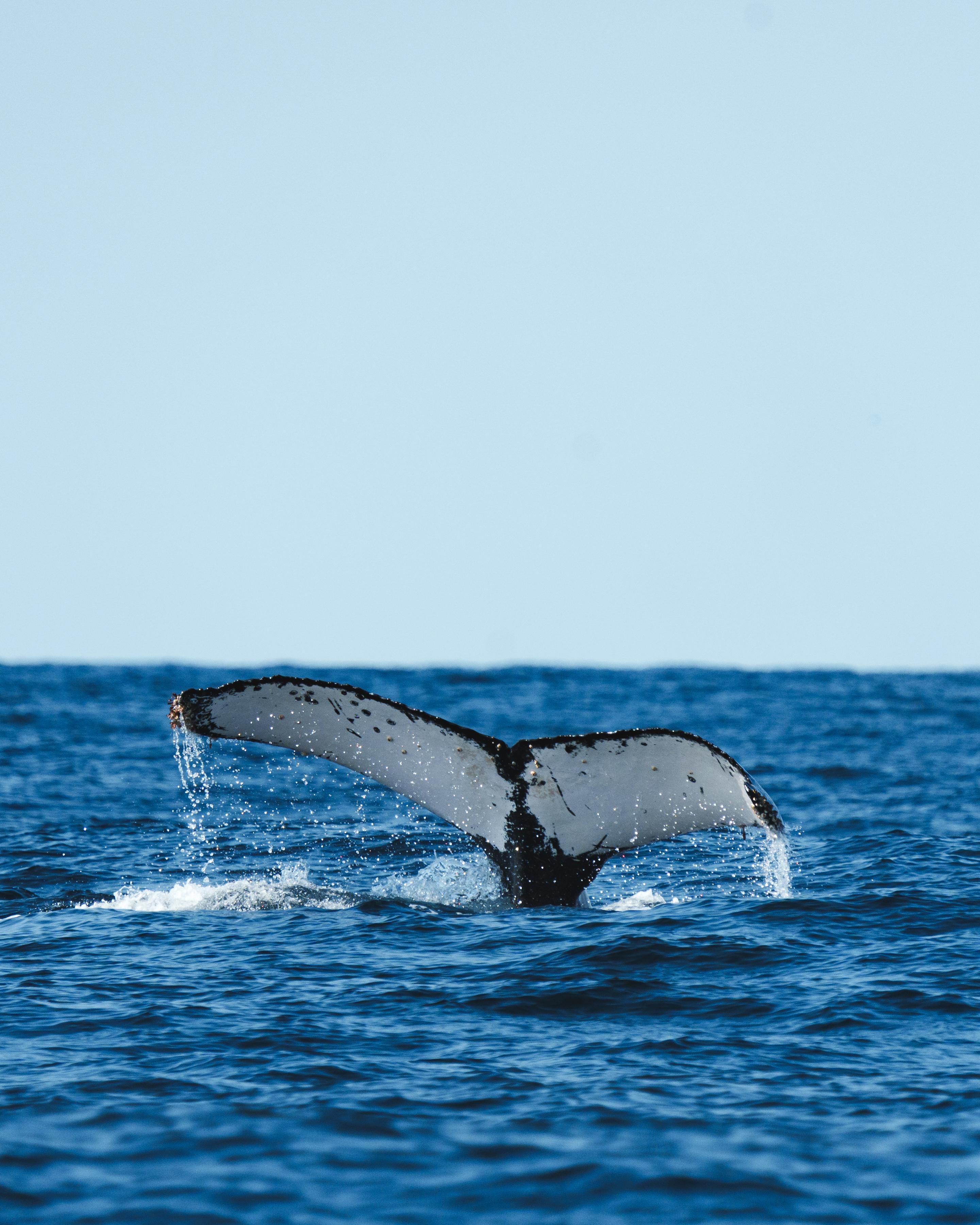 Rio de Janeiro Whale Watching Speedboat Adventure