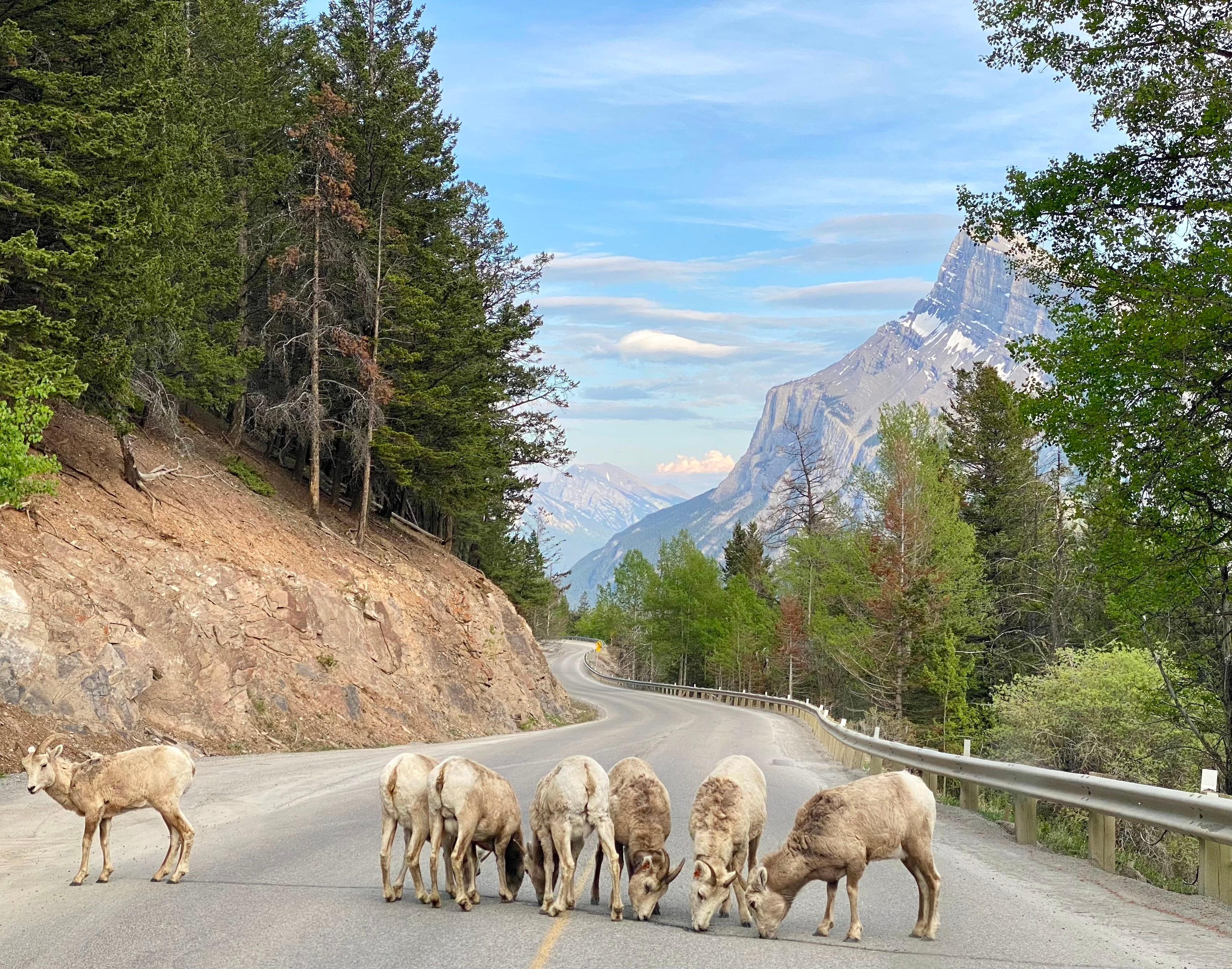 Explore Banff National Park & Lake Louise Day Trip