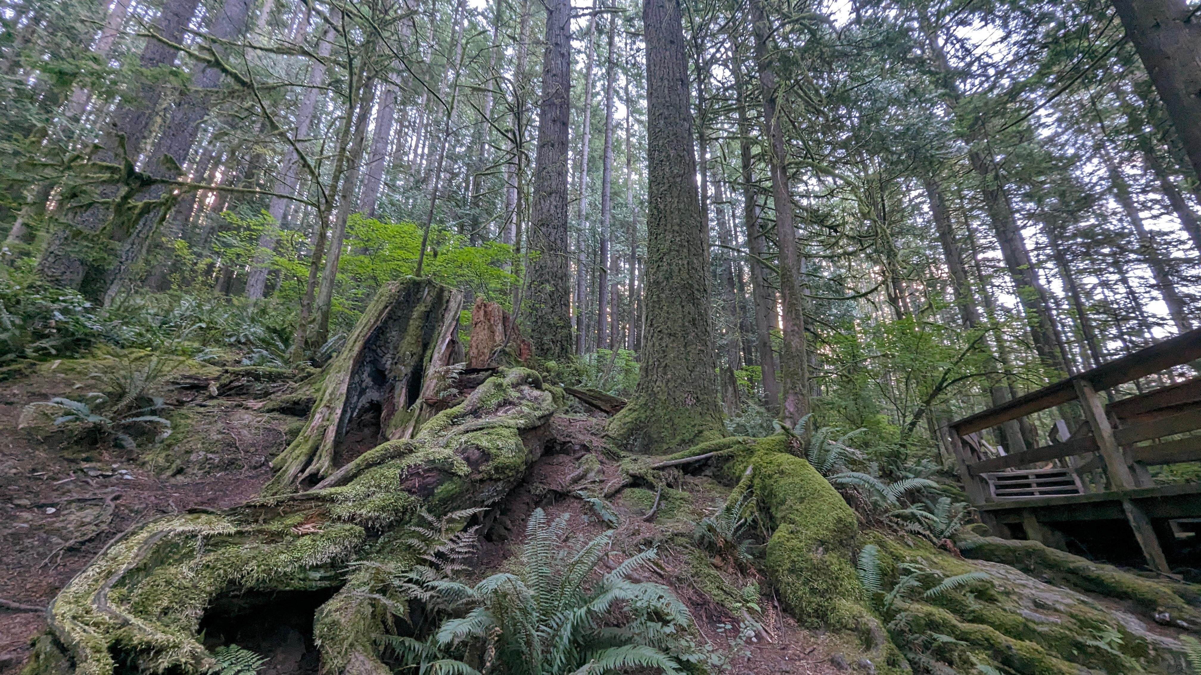 Capilano Canyon Halloween & Vancouver Twilight Private Tour