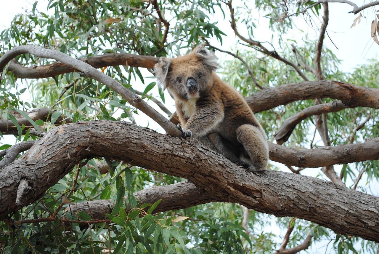 Mikkira Station Wild Koala Sanctuary Tour