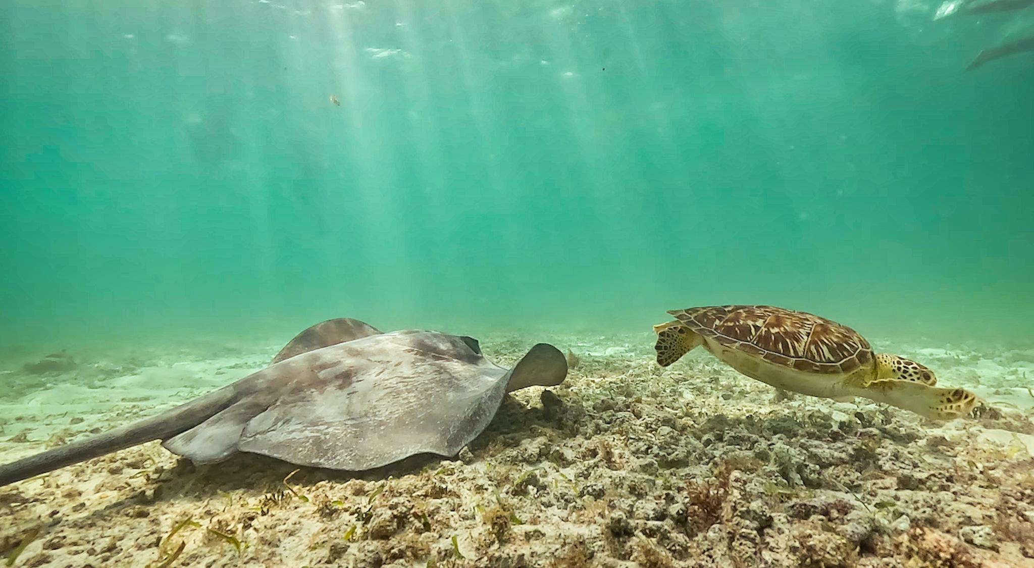 Tulum Boat Adventure: Mayan Ruins, Turtles & Natural Pool