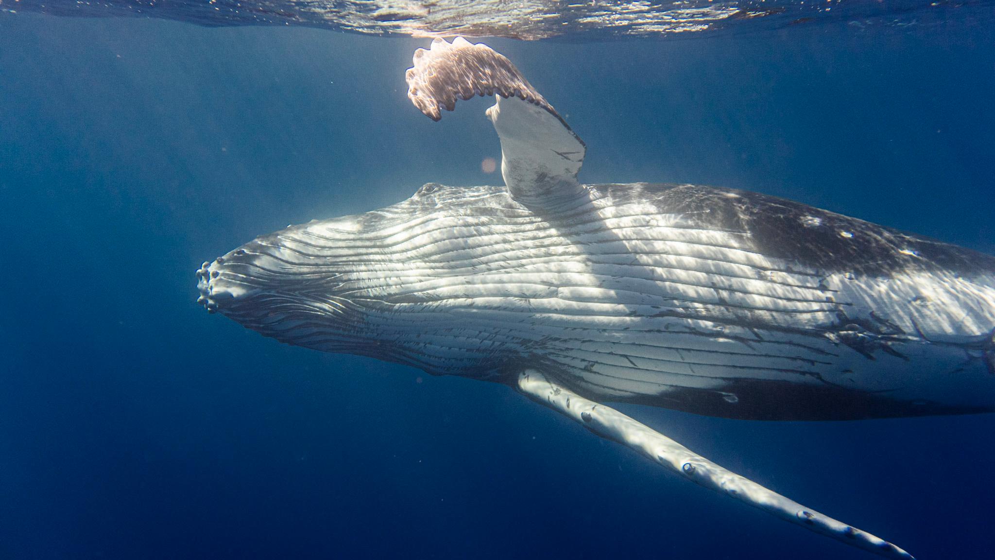 Tahiti Humpback Whale Watching & Swim Experience