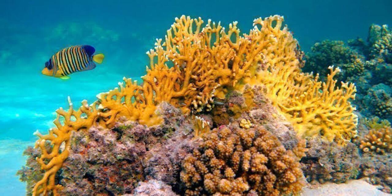 Zanzibar Marine Wonders & The Rock Restaurant Tour