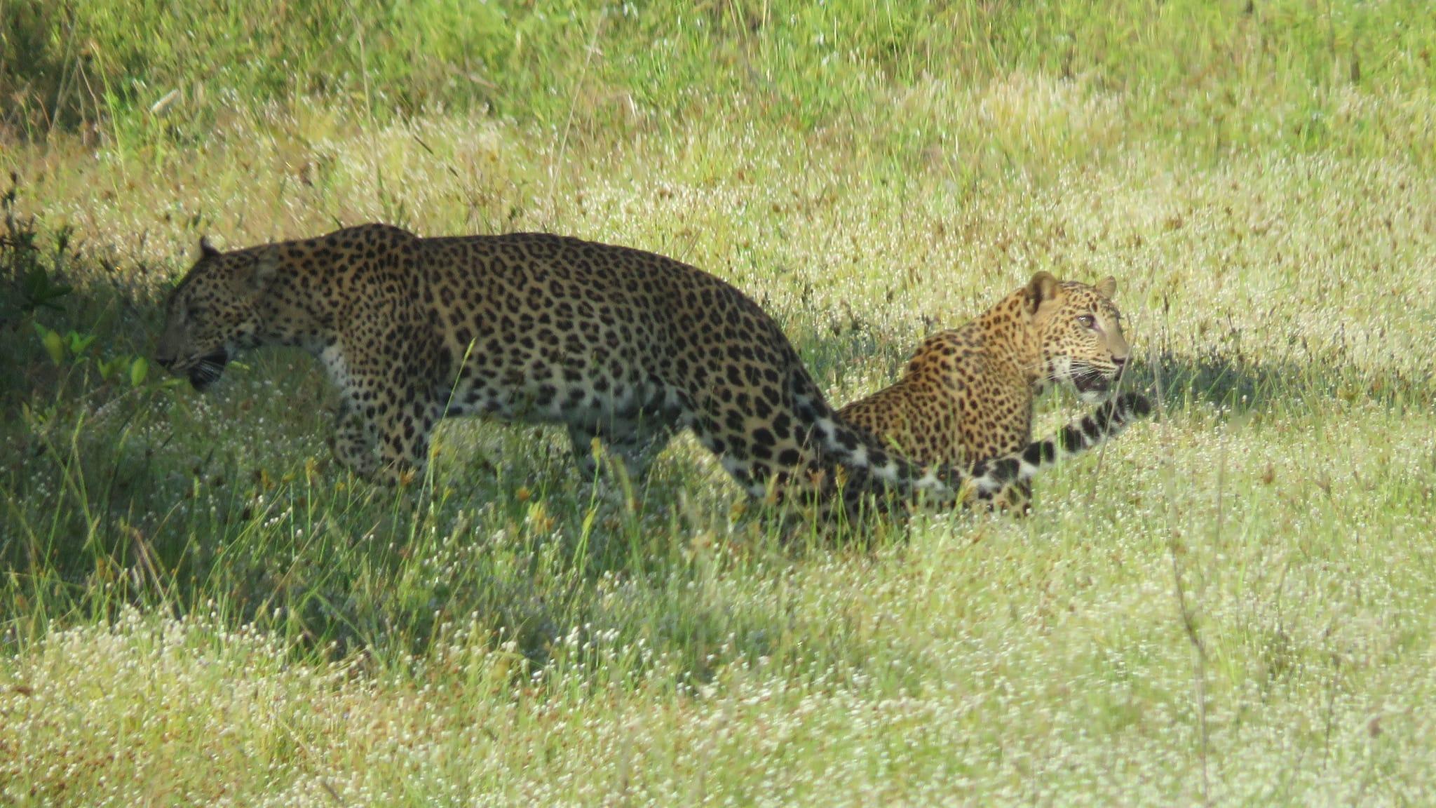 Full-Day Wilpattu National Park Safari Adventure
